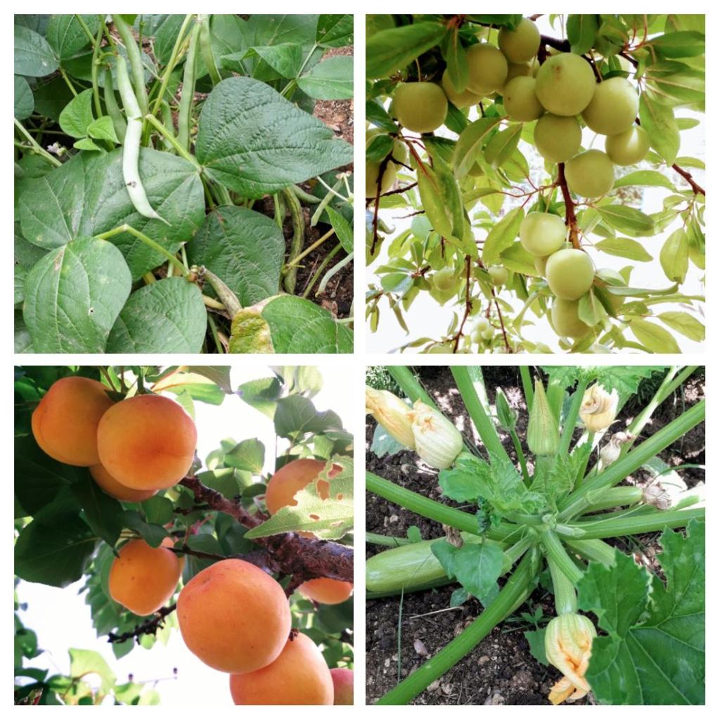 Agrotourism Himara