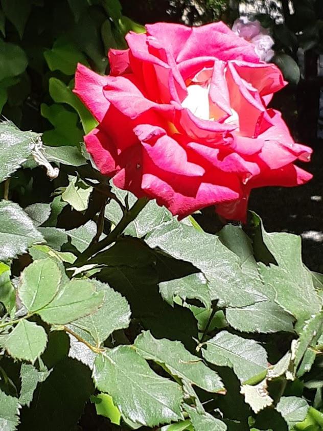 Photo 42