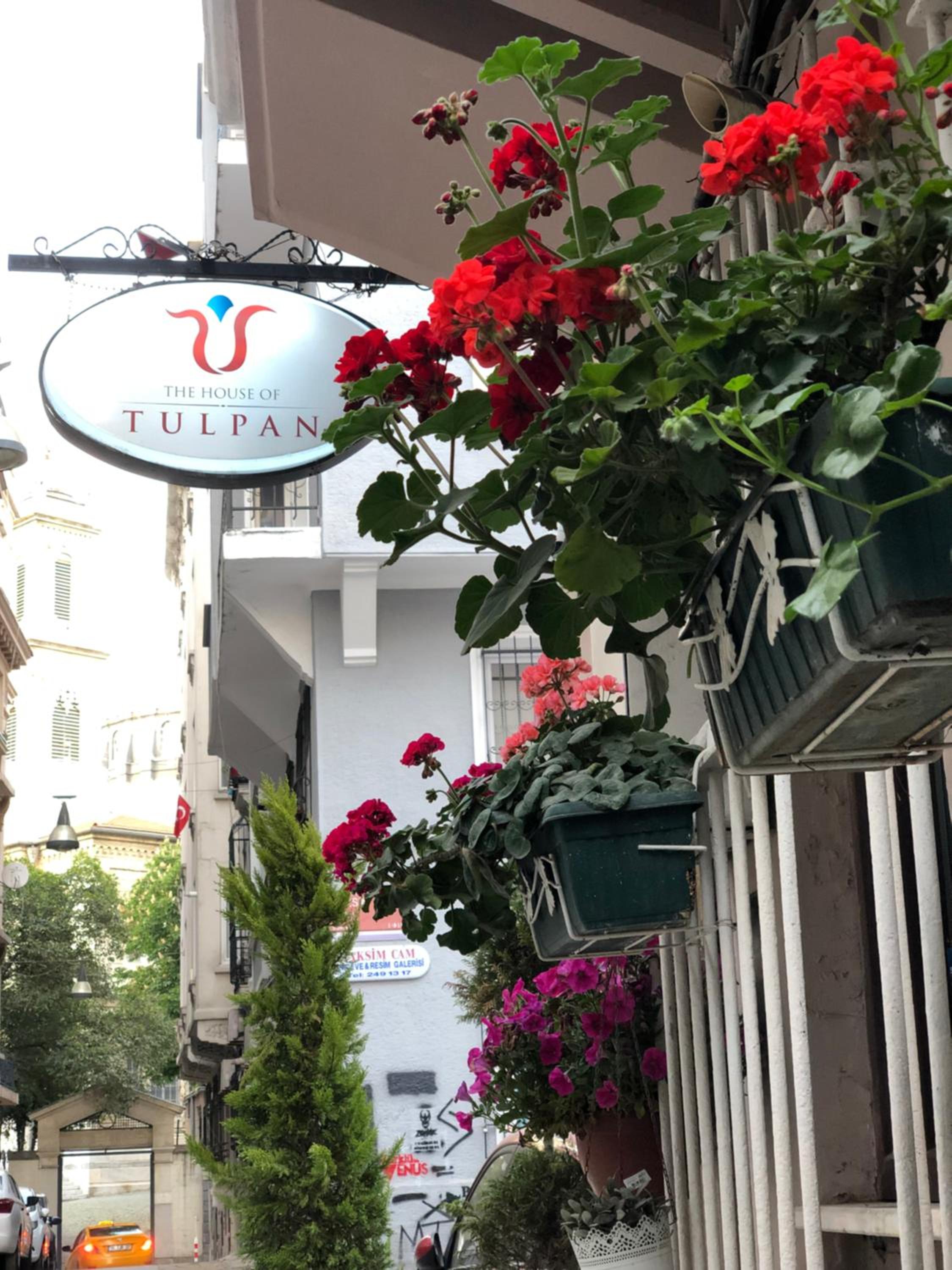 Tulpan Evi - Image 37