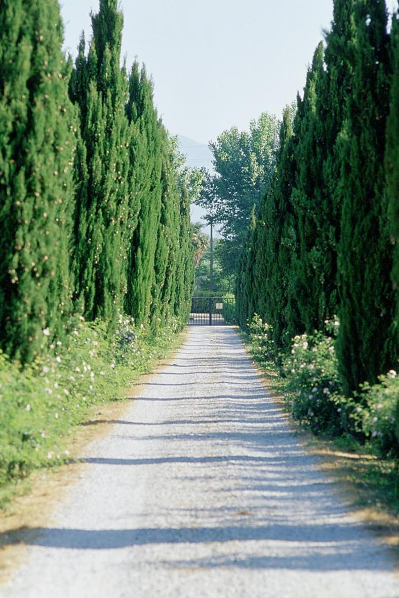 Fattoria di Migliarino view 3