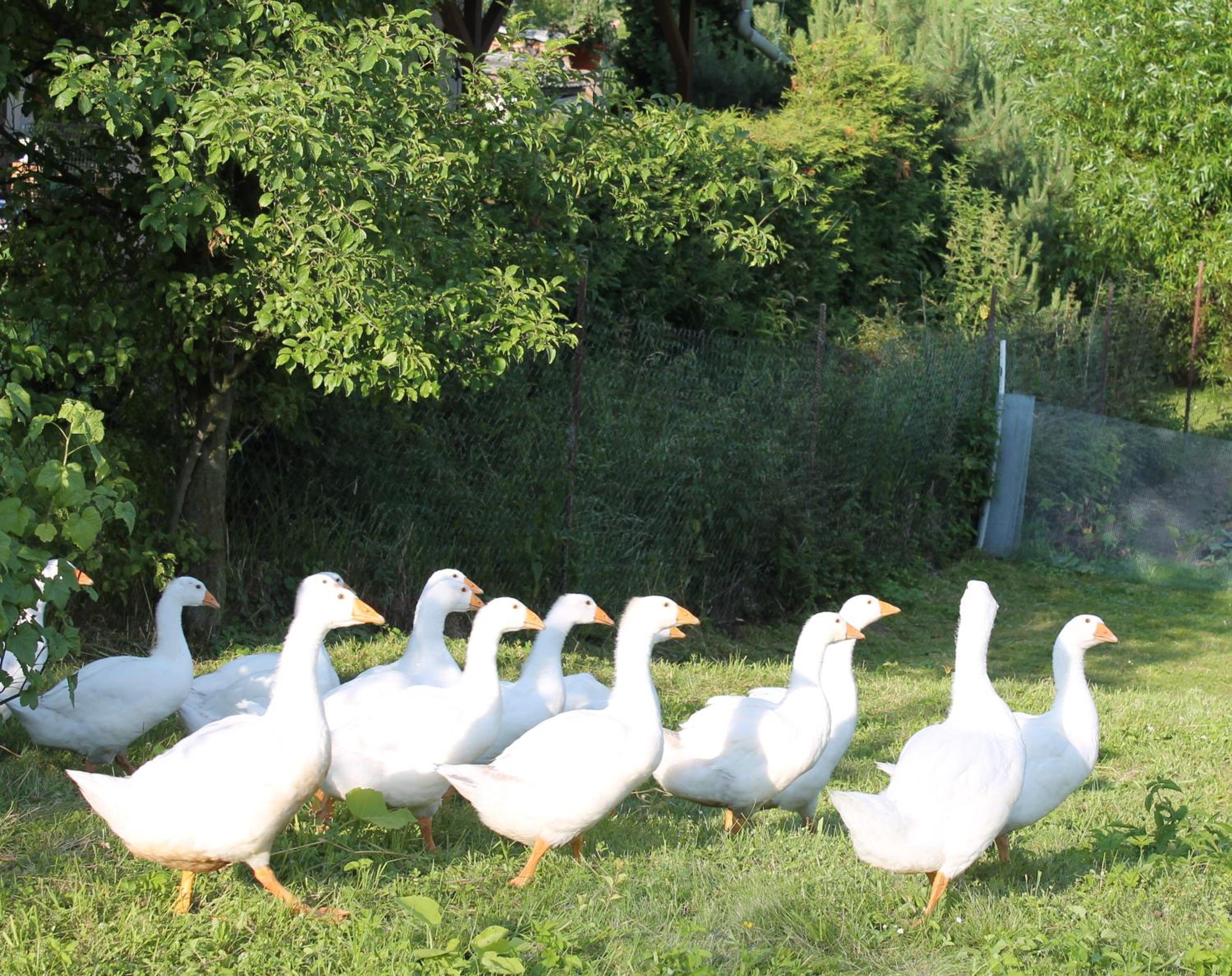 Photo 42