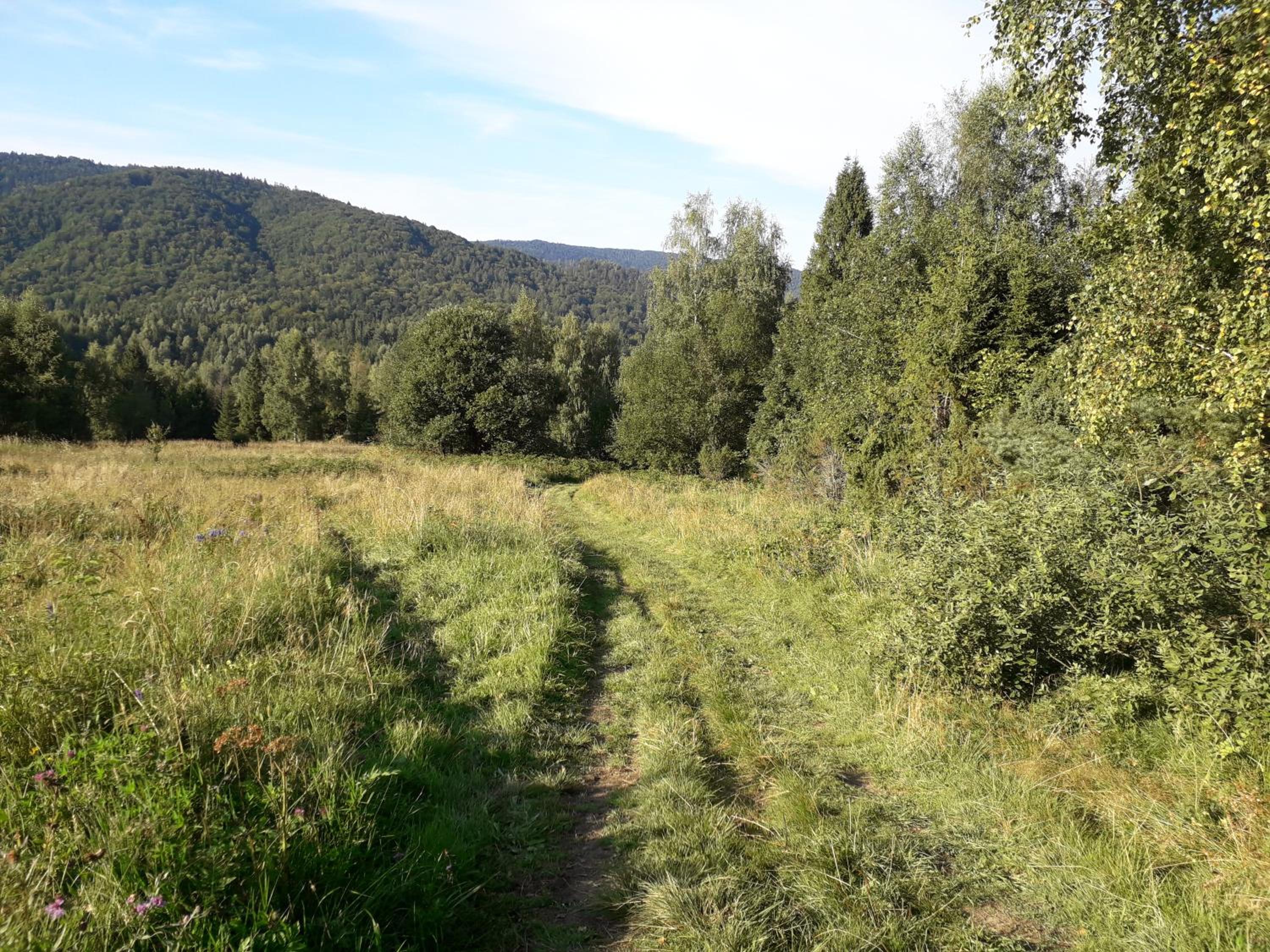 Photo 50