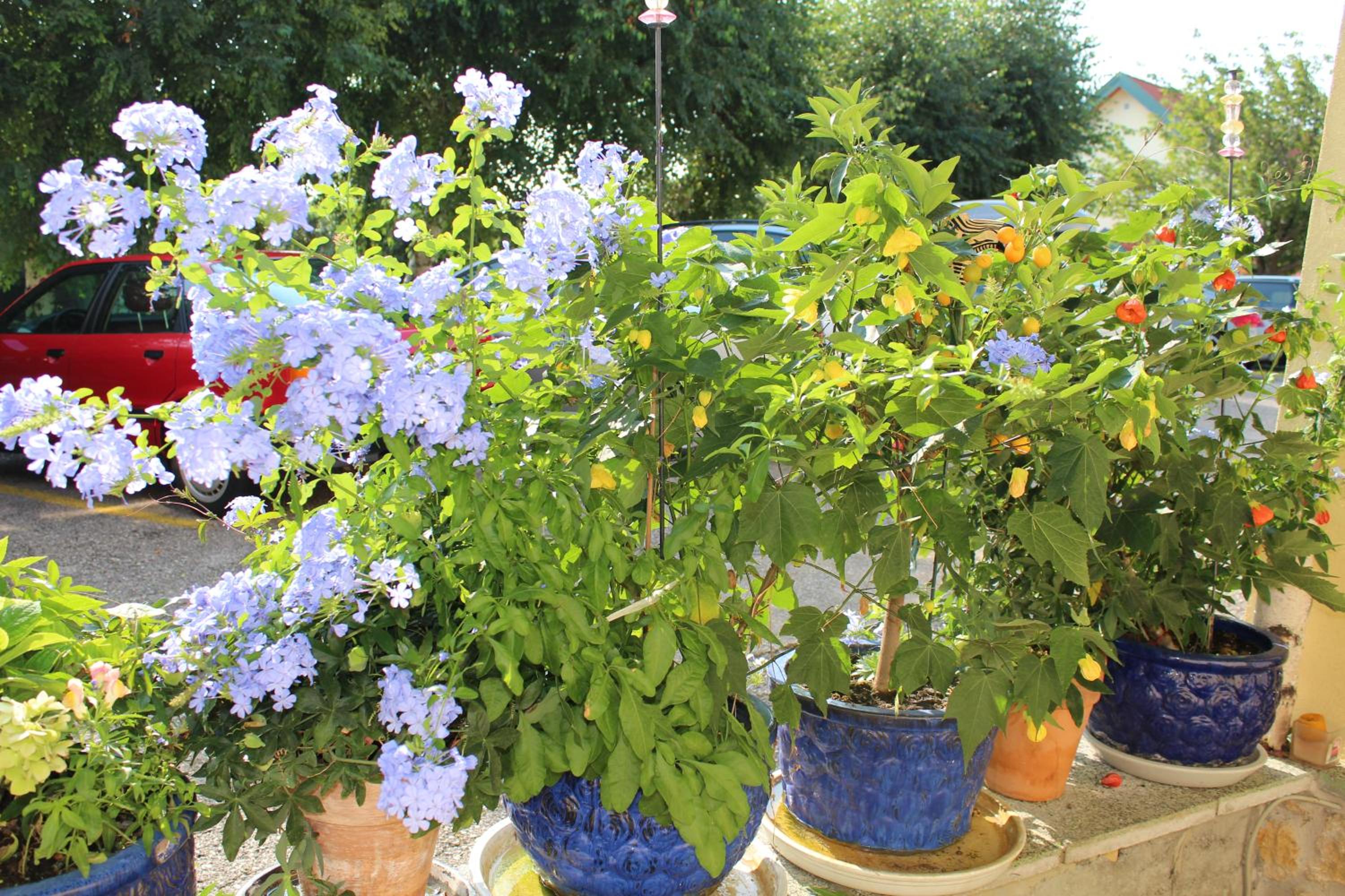 garden