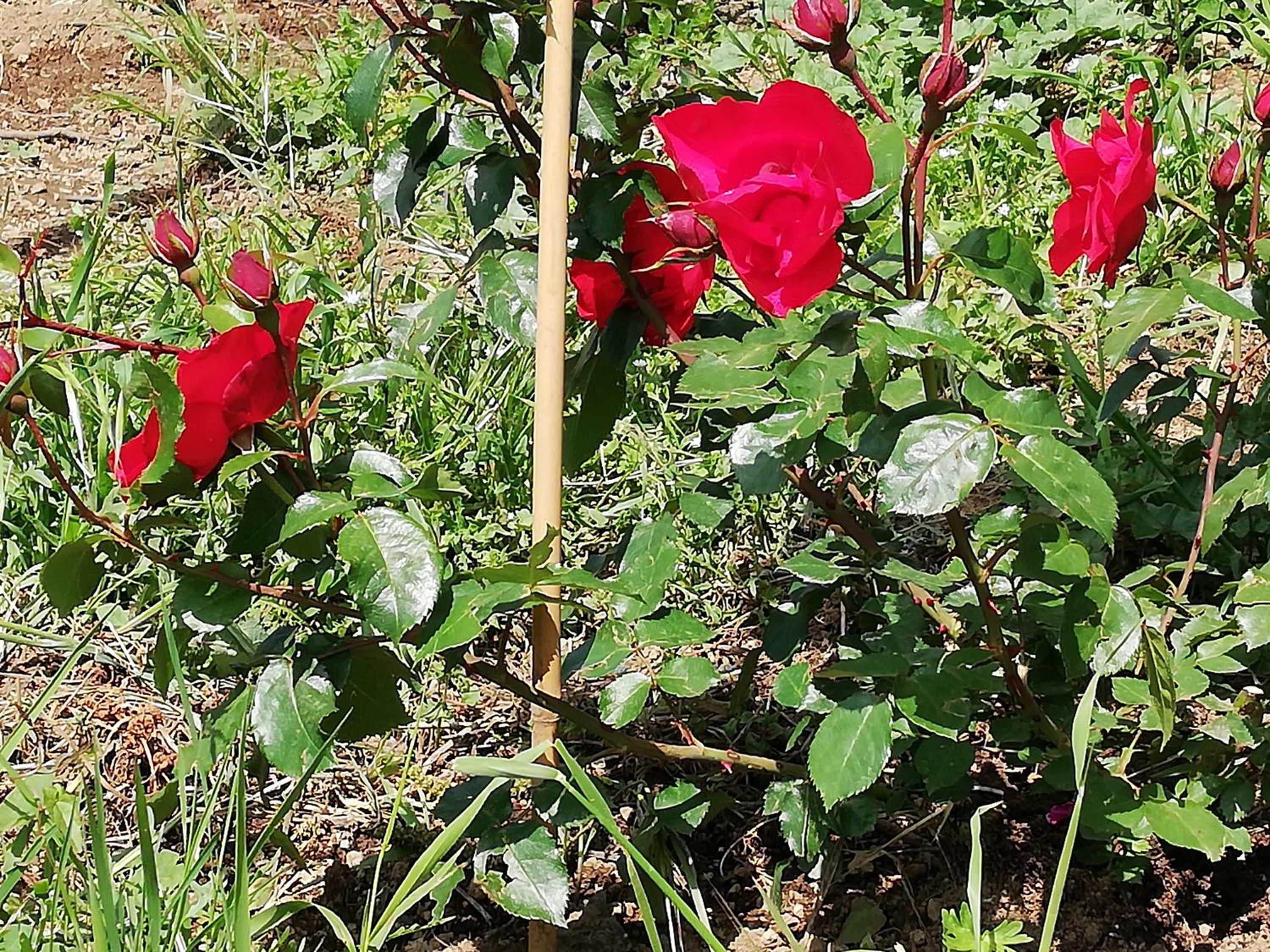 IL PARADISO DEGLI DEI 2 photo 2