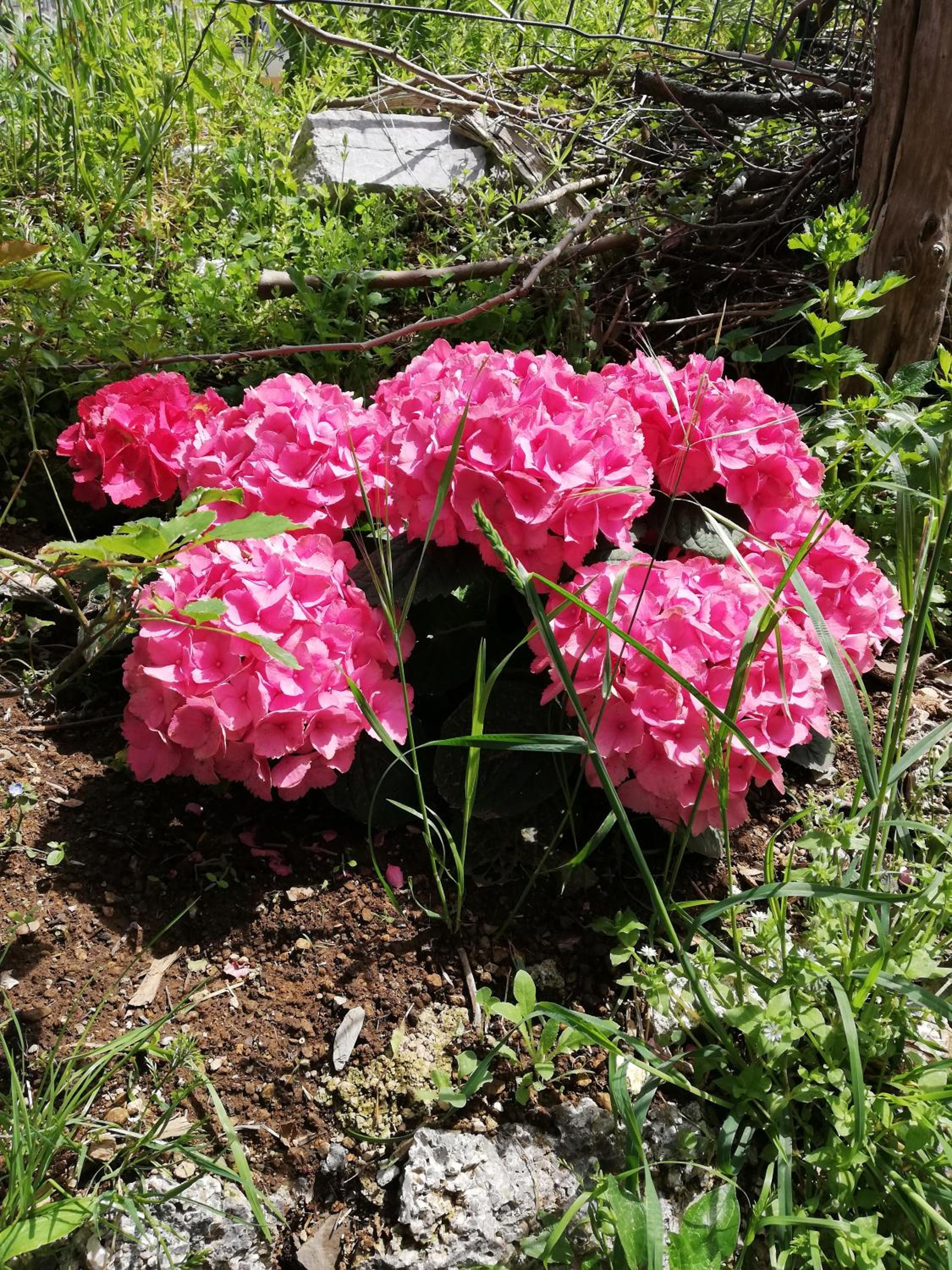 IL PARADISO DEGLI DEI 2 photo 4