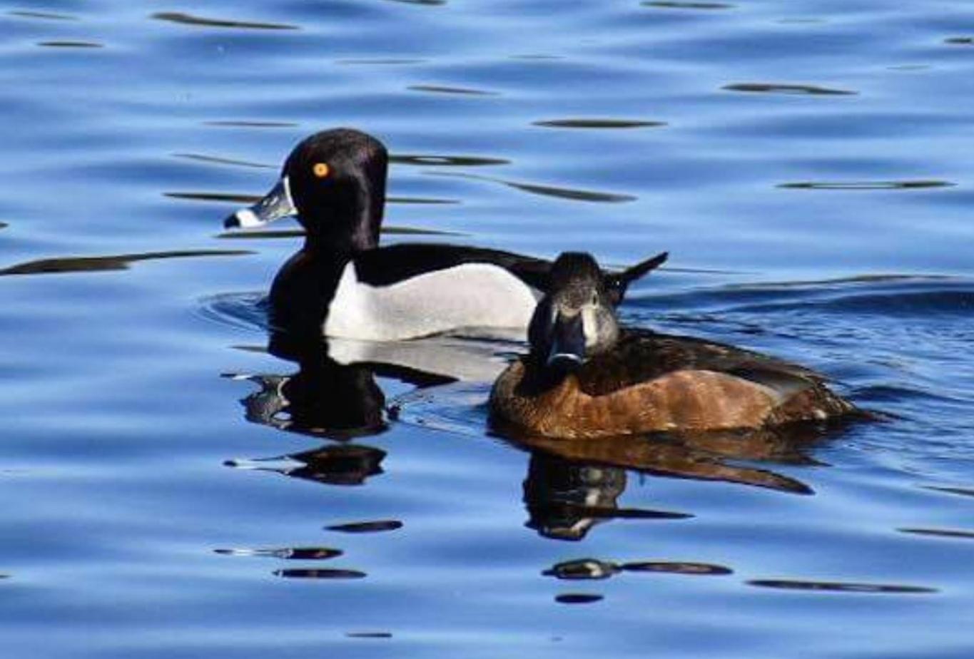 Westwind Inn on the Lake