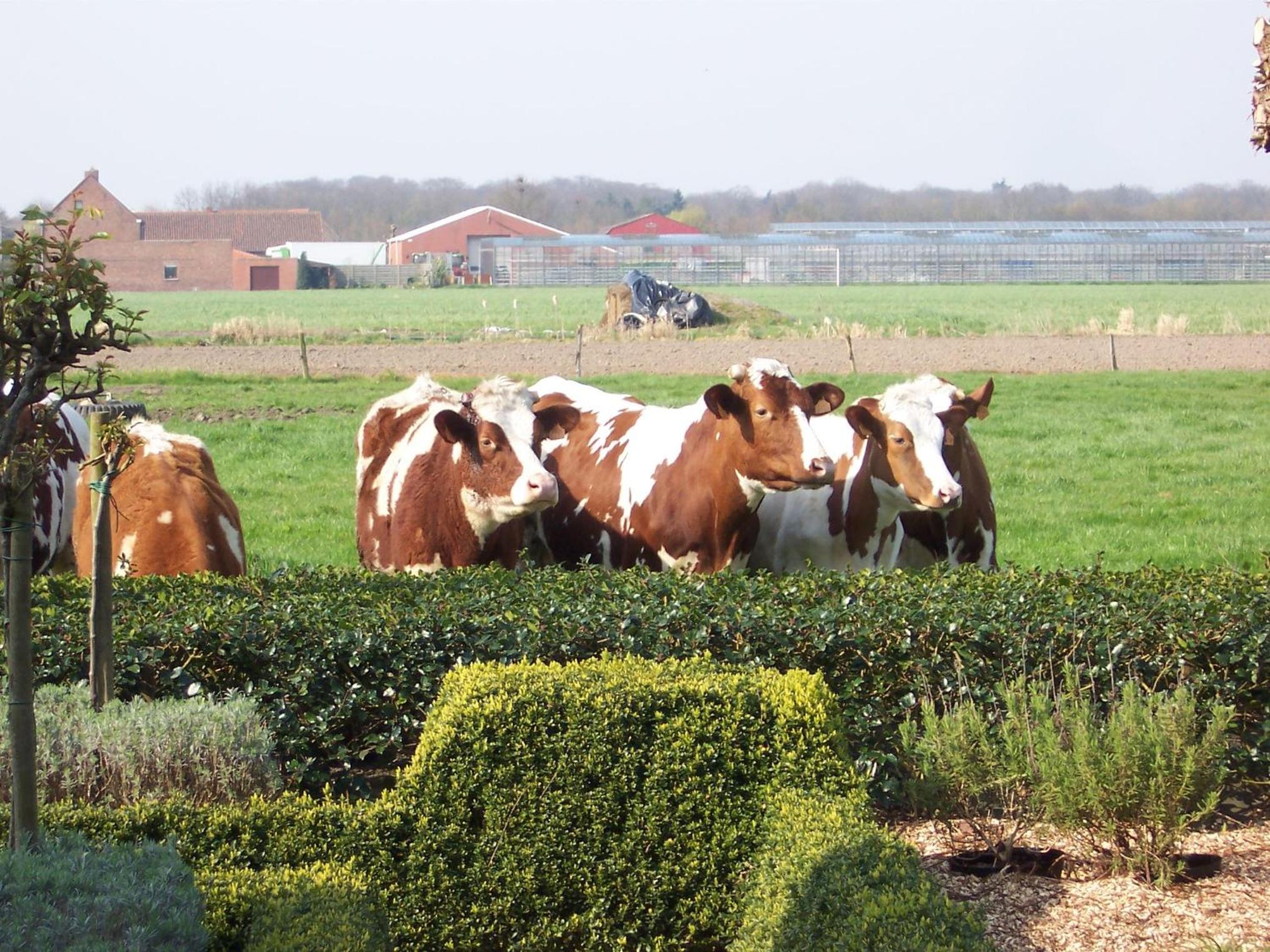 Vakantielogies Boerke Naas