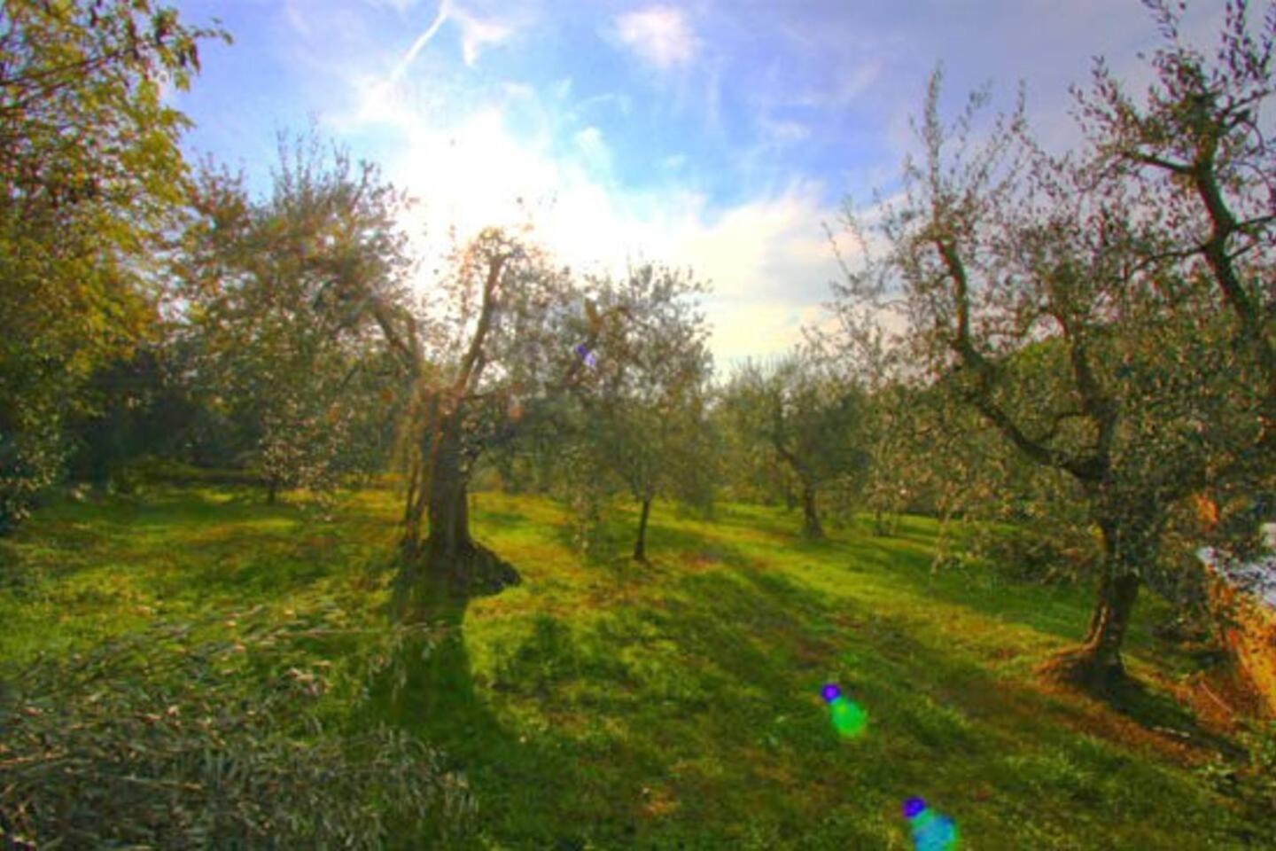 Photo 42