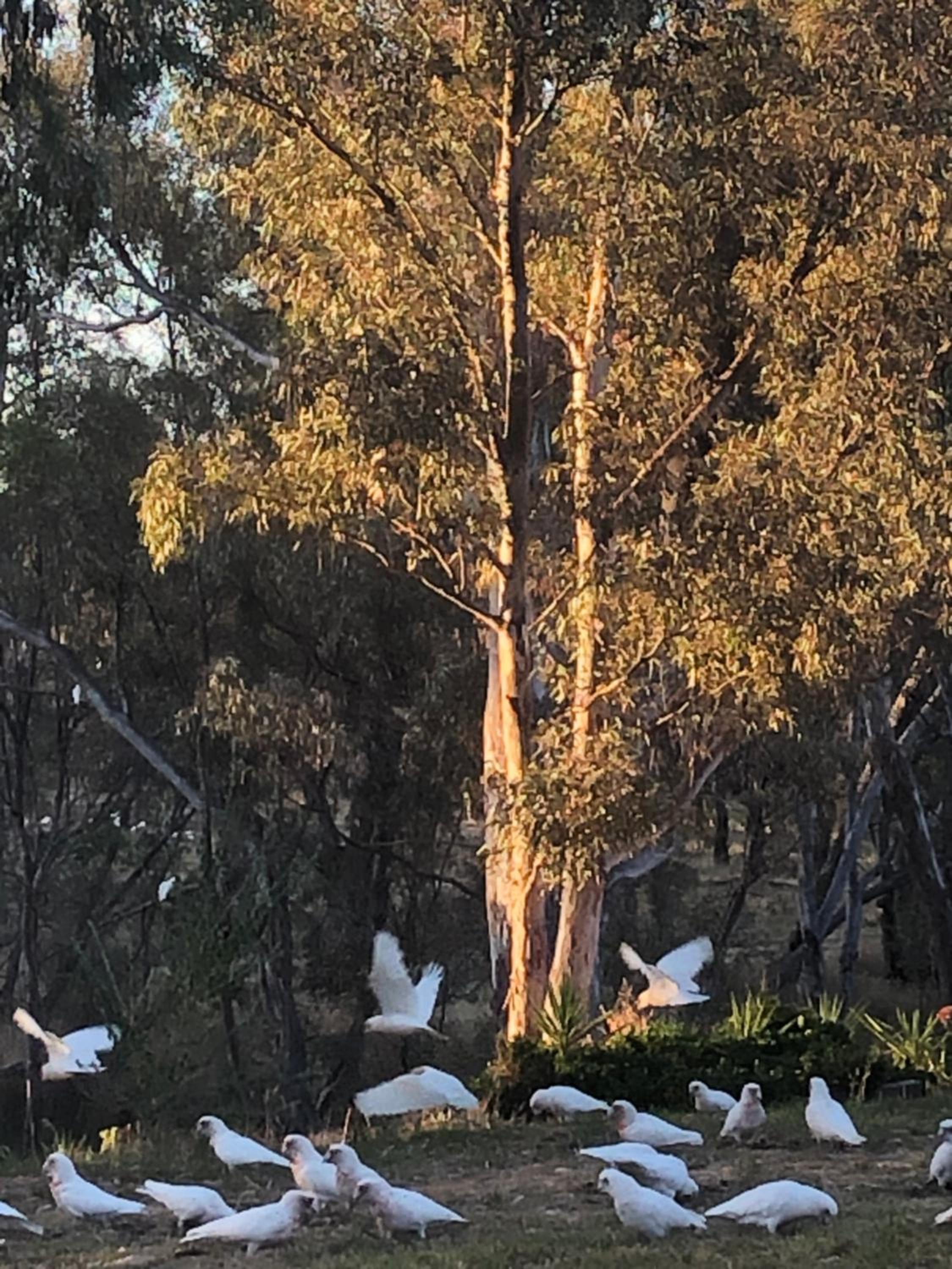 Avoca Cottages VICTORIA