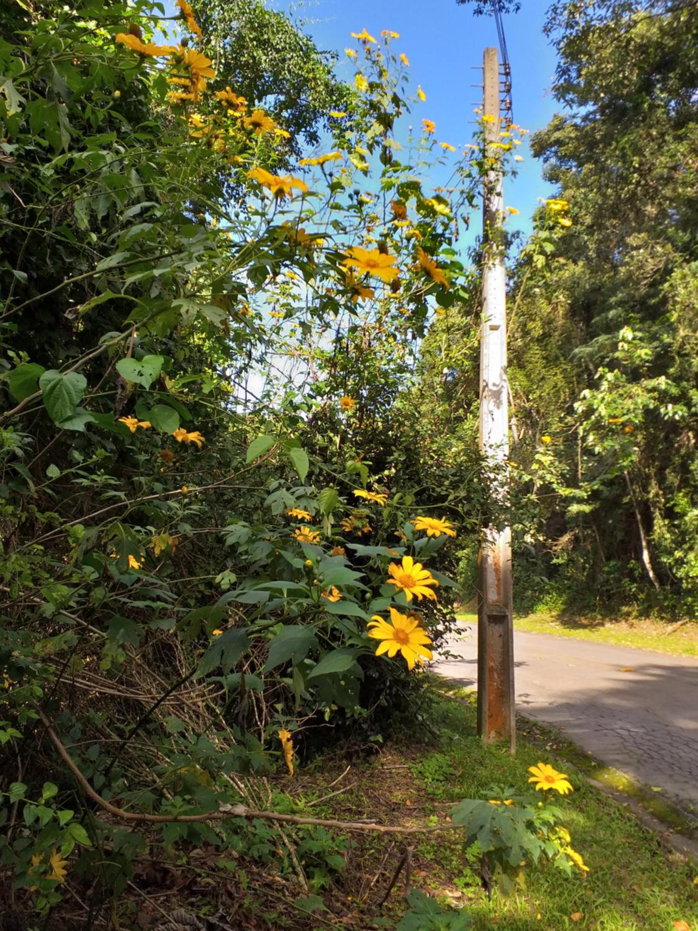 Linda casa na Serra da Cantareira