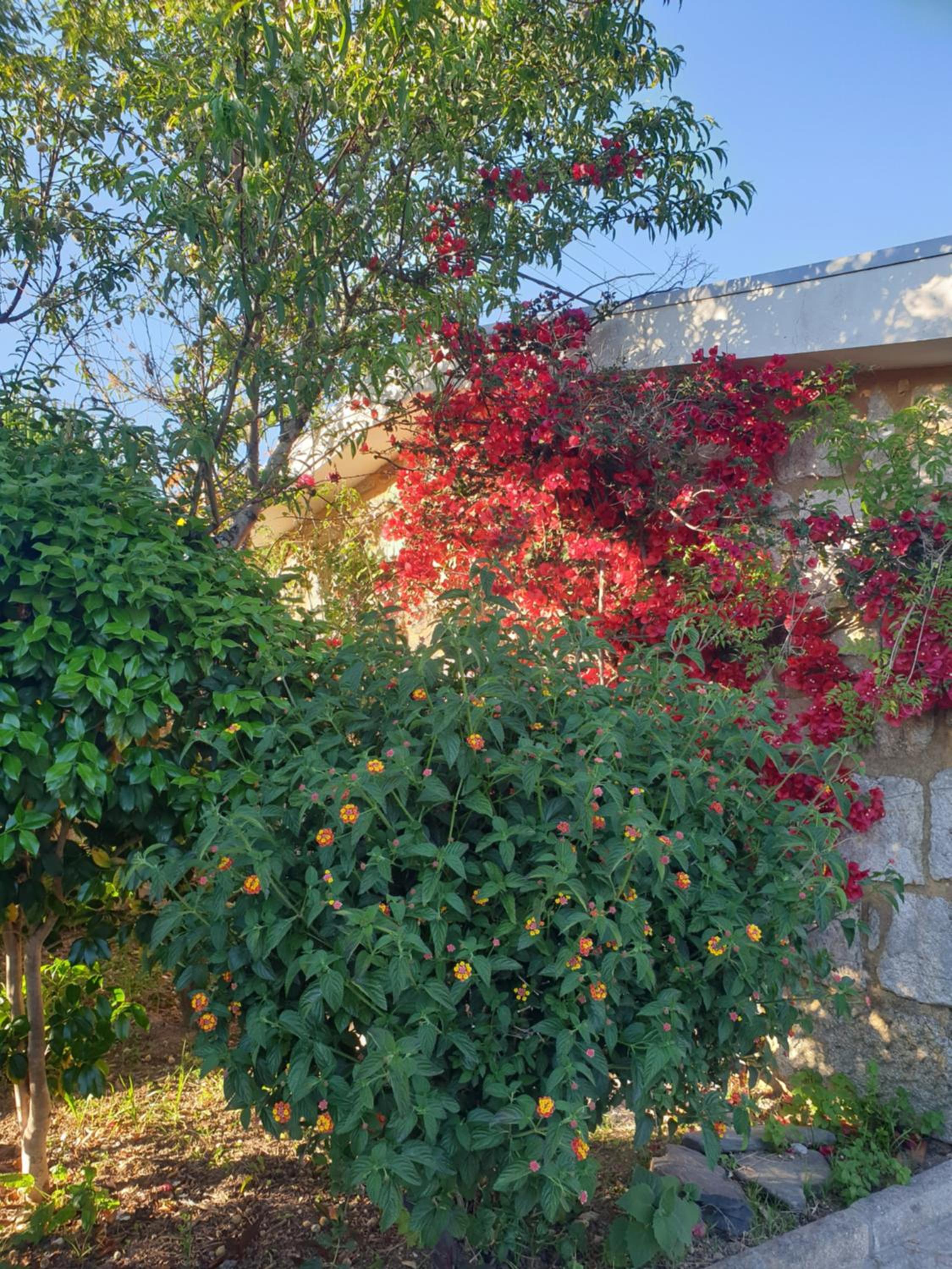 Casa de Campo - Olive House view 4