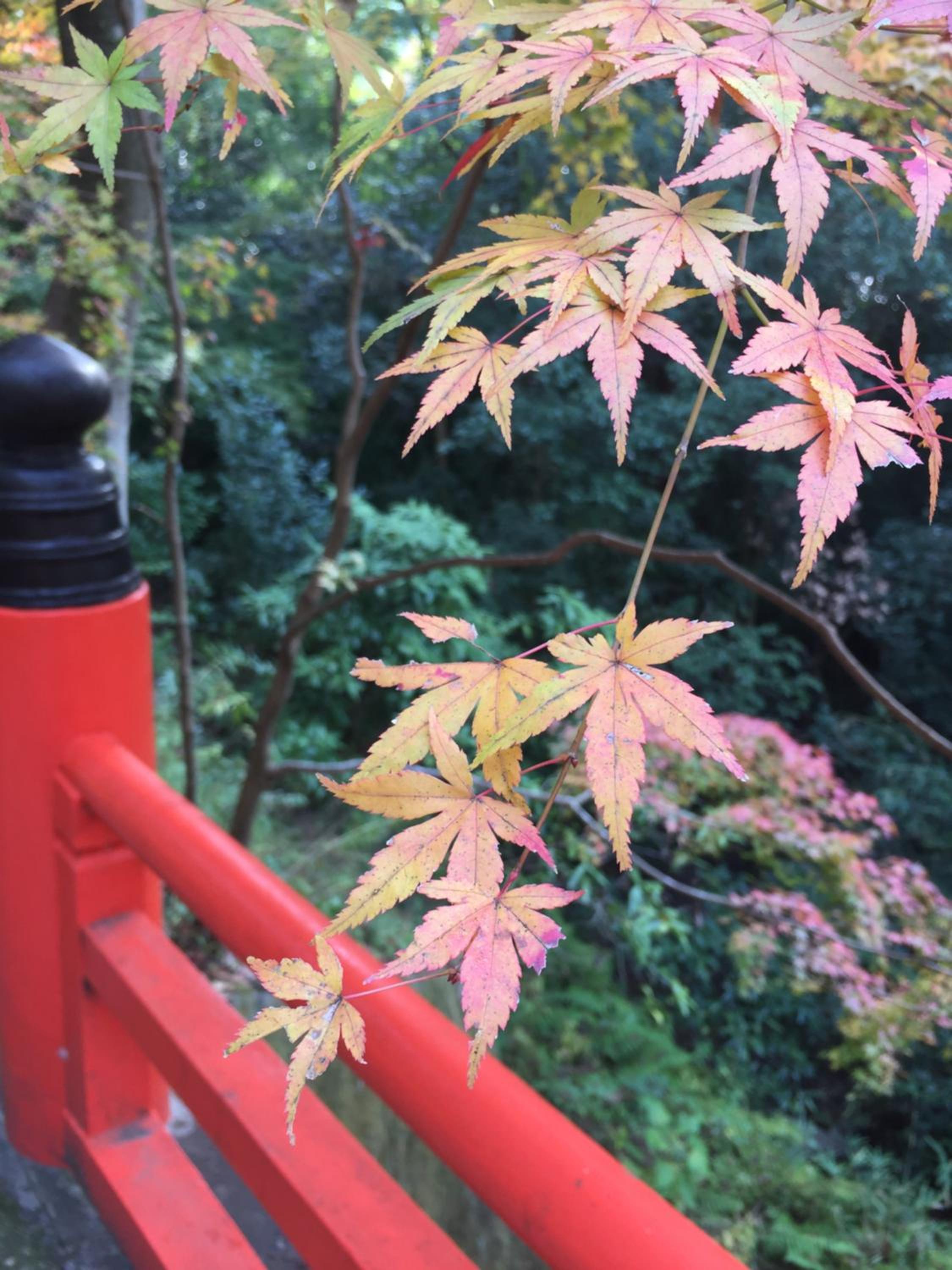 Kyo-Anthu Inn, Kyoto - 19