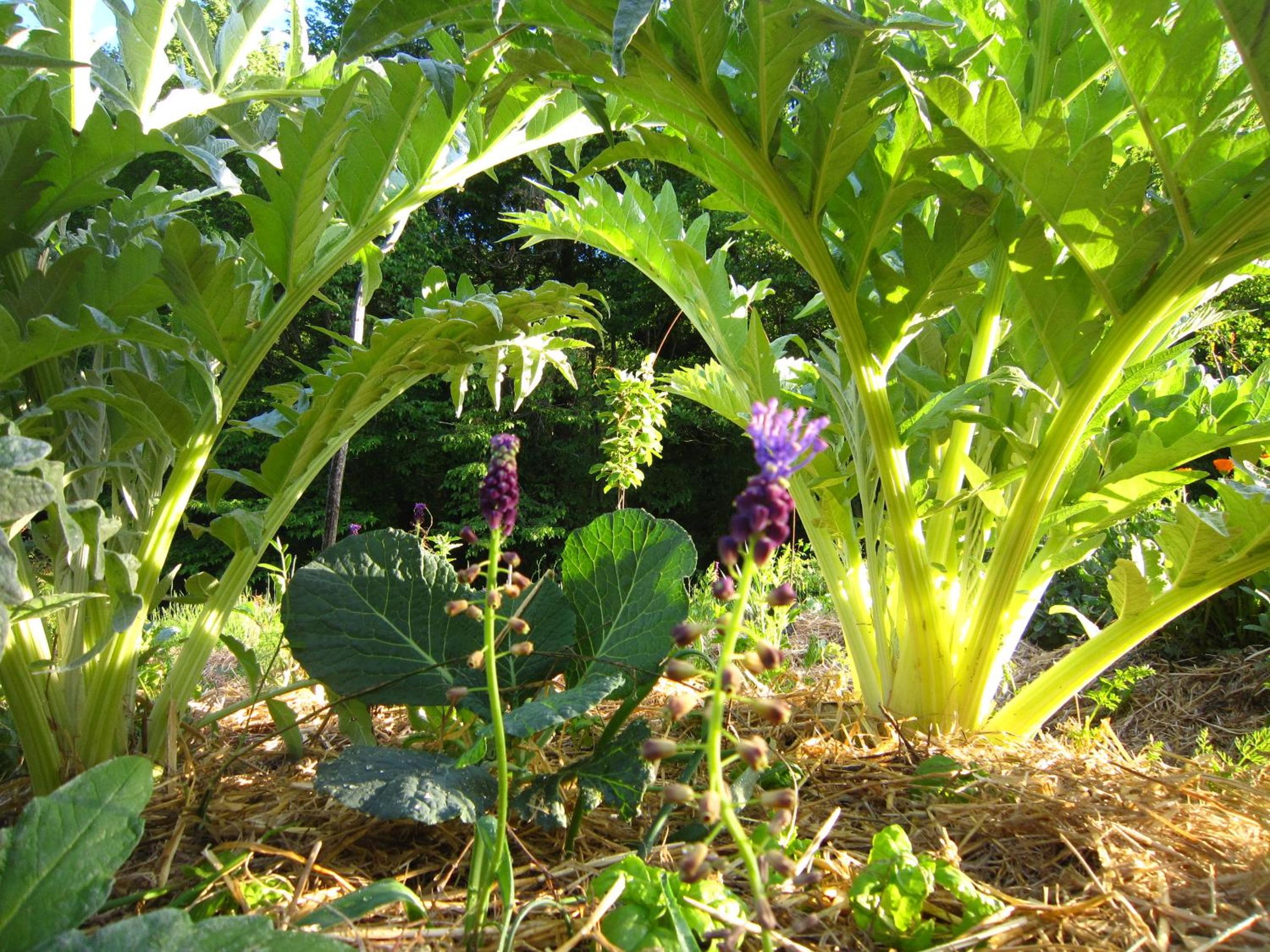 Le Case Della Buca Agriturismo ed Agricampeggio