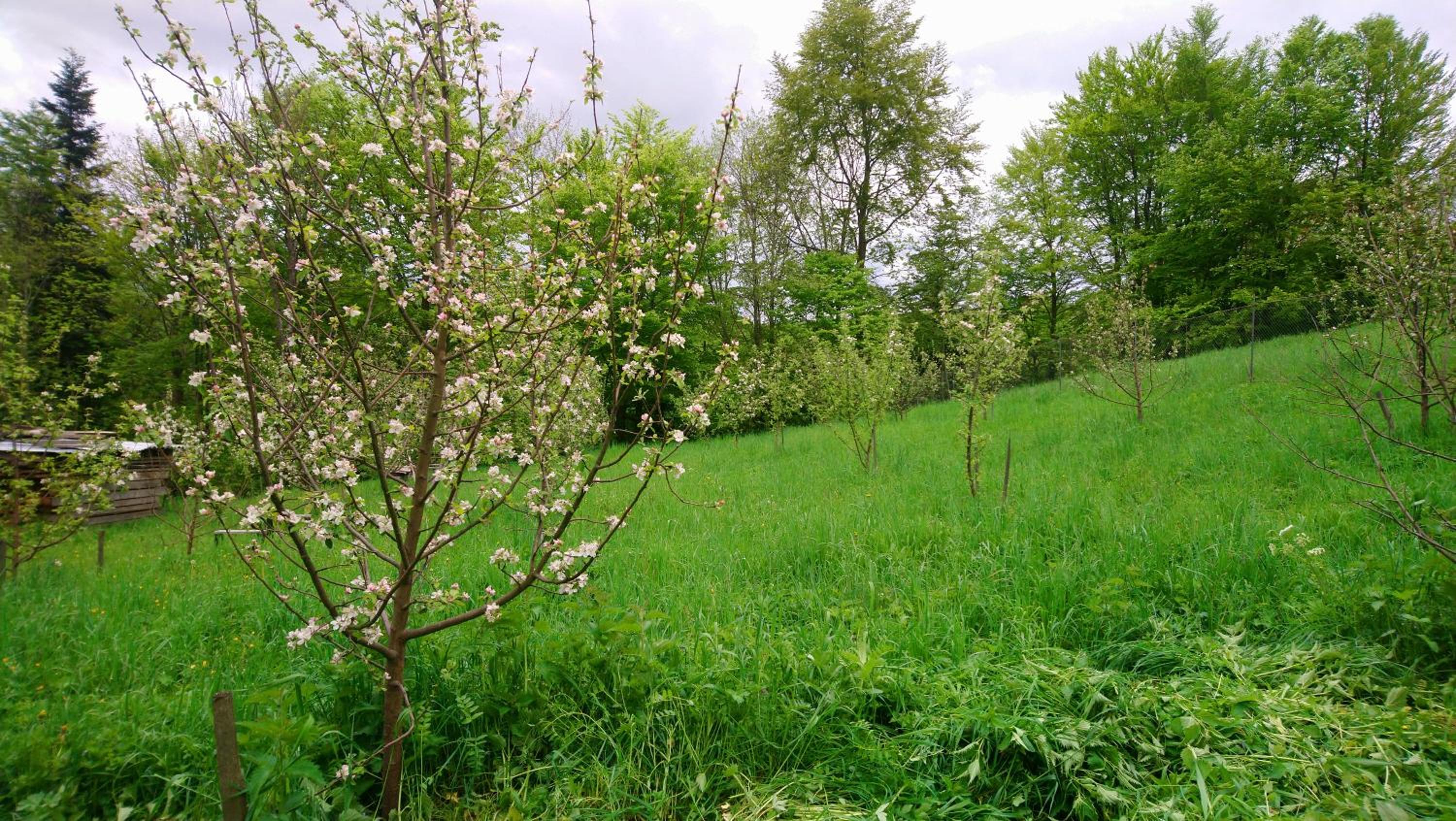 Lisowa Hatka view 4