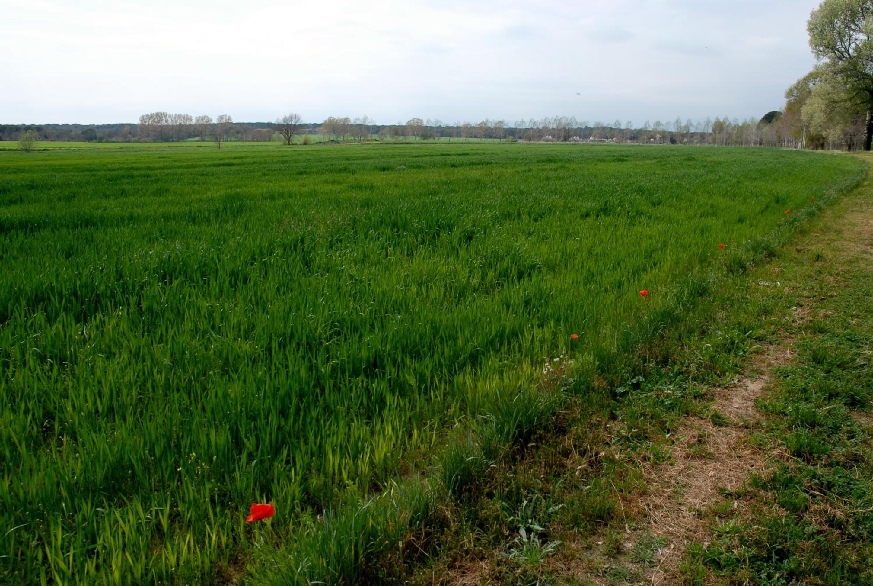 Photo 37