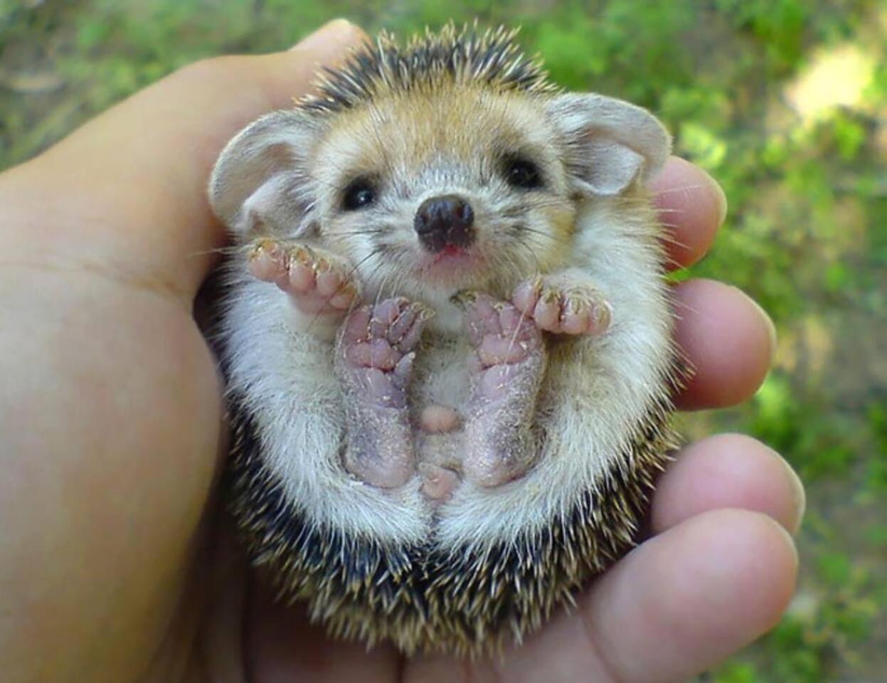 Hedgehog Hollow view 3