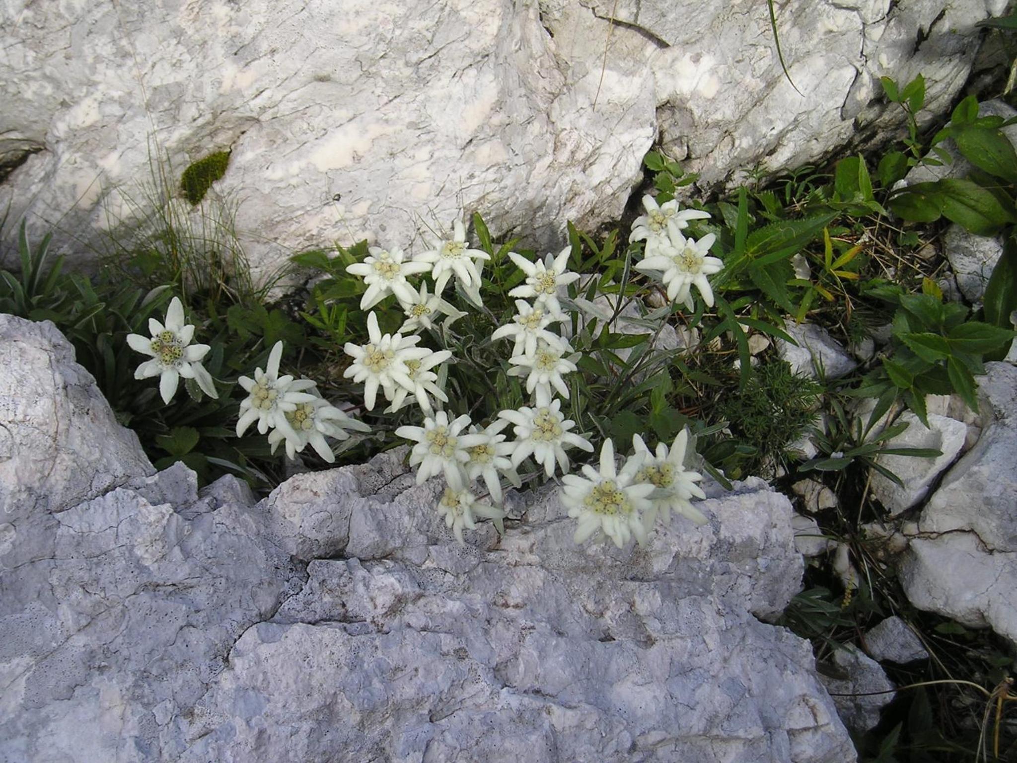 Photo 27