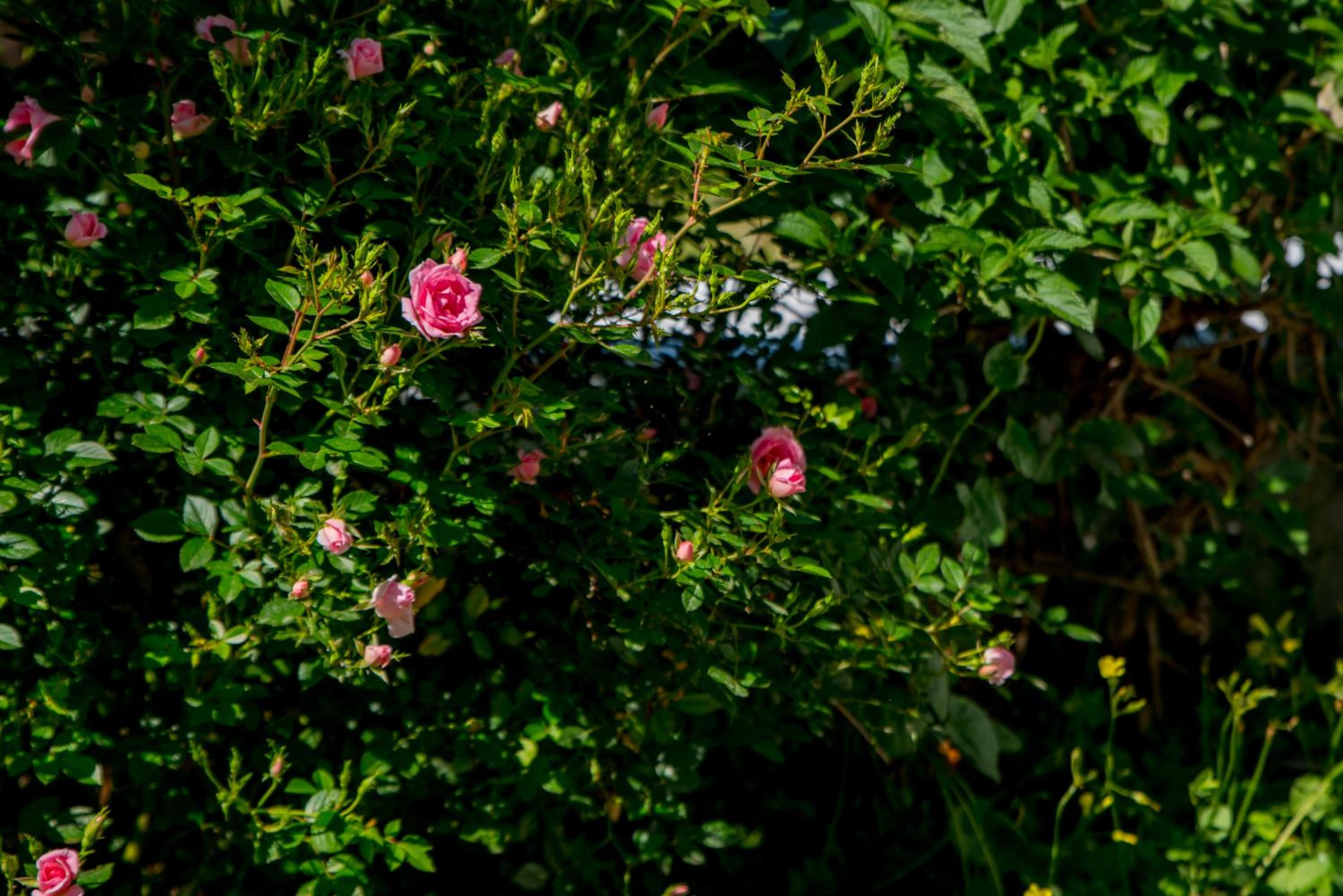 Photo 50
