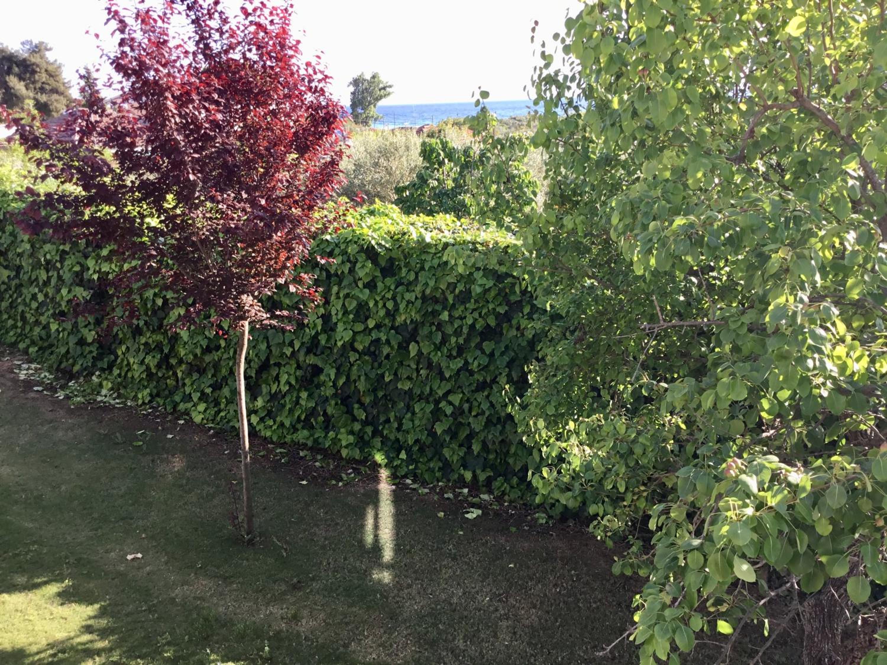 Photo 44