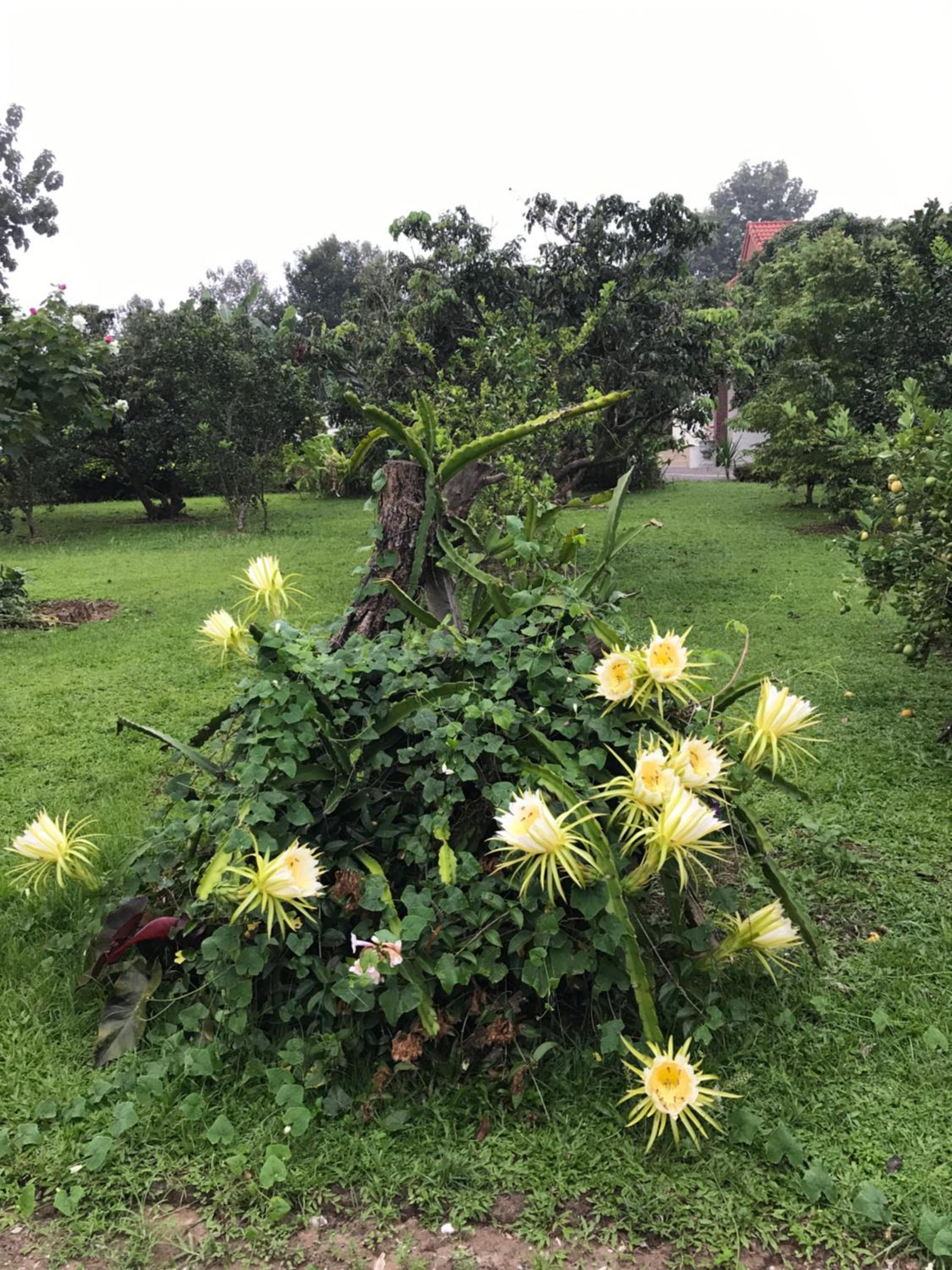 House of Garden