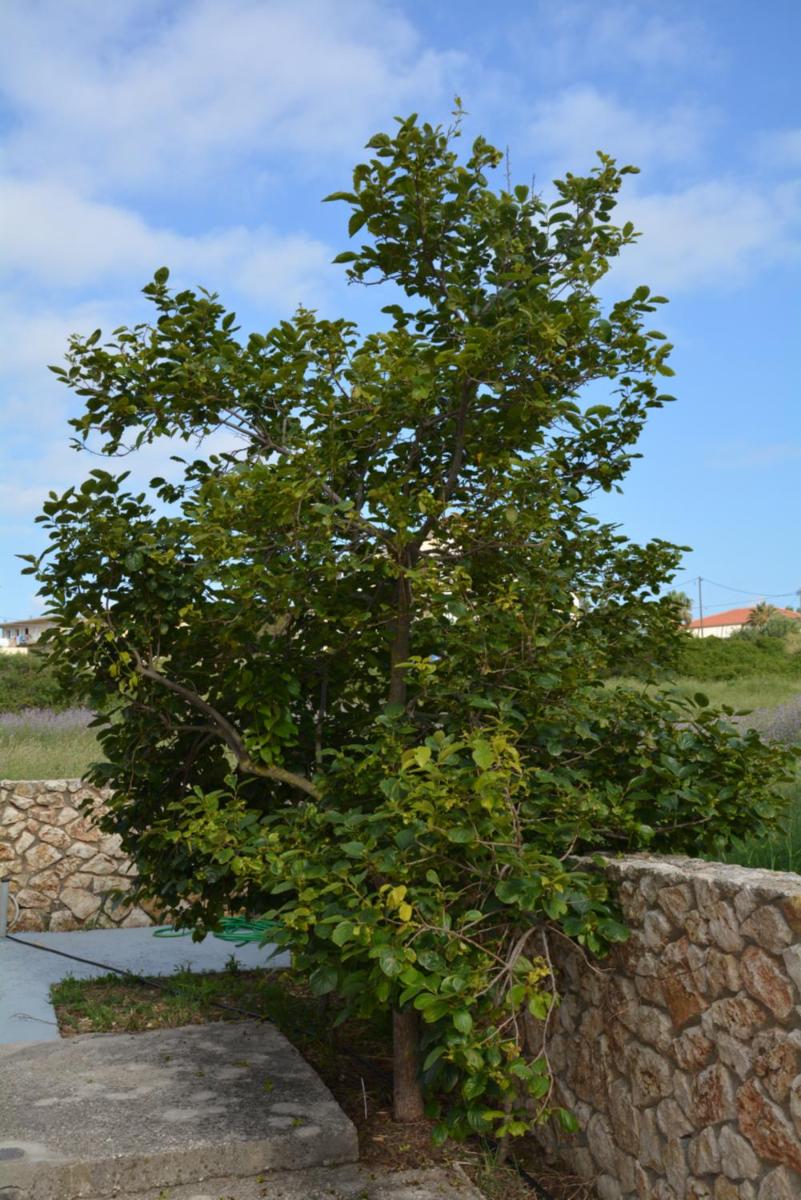 Photo 30