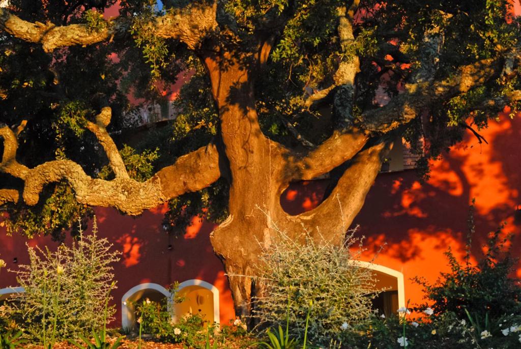 Giardino dei Sugheri view 4