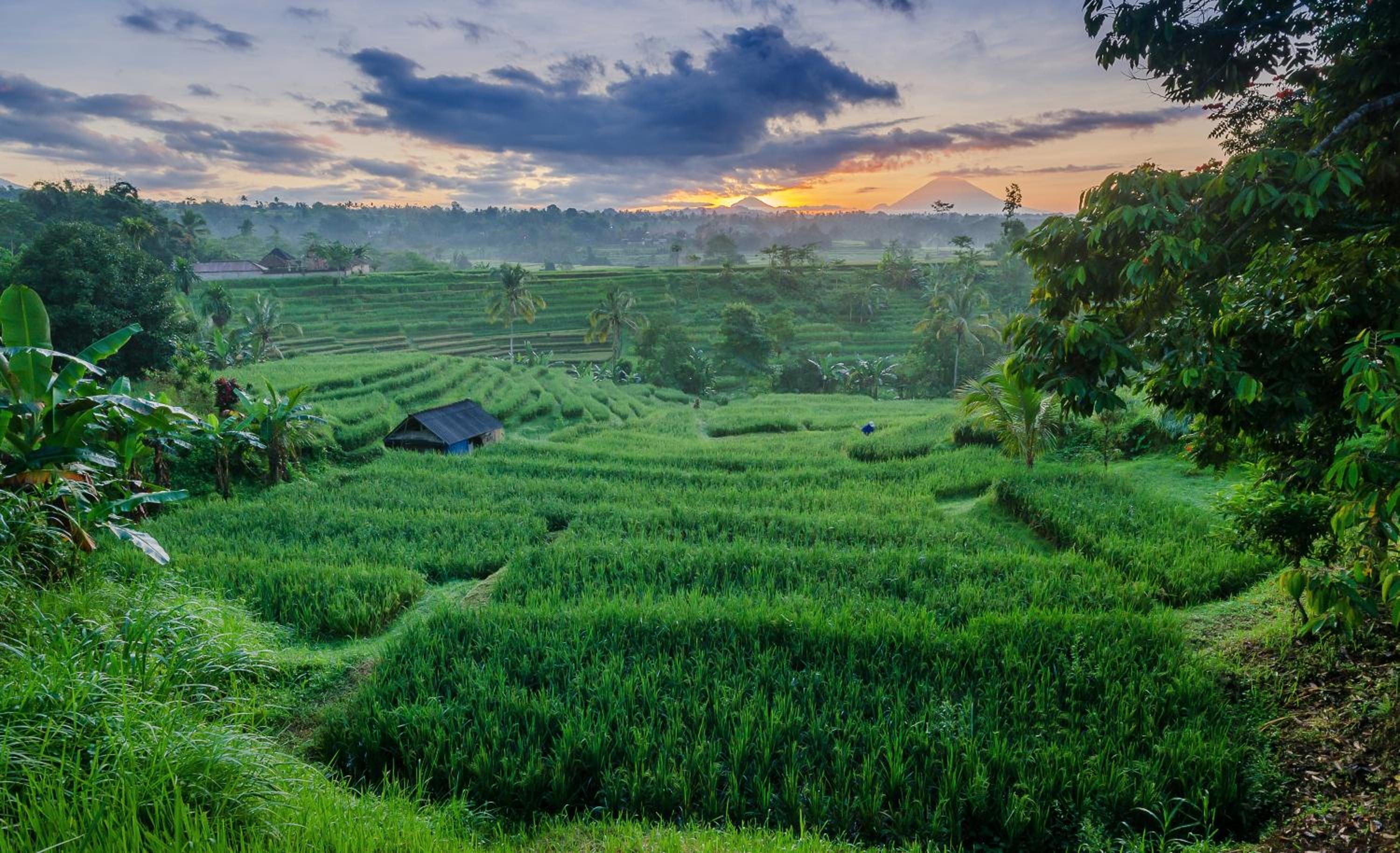 Ti Amo Bali