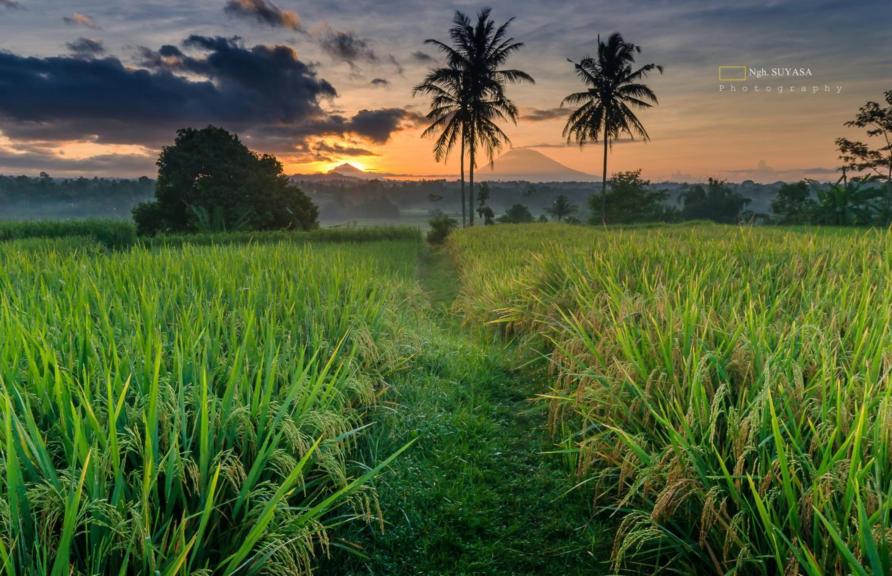 Ti Amo Bali