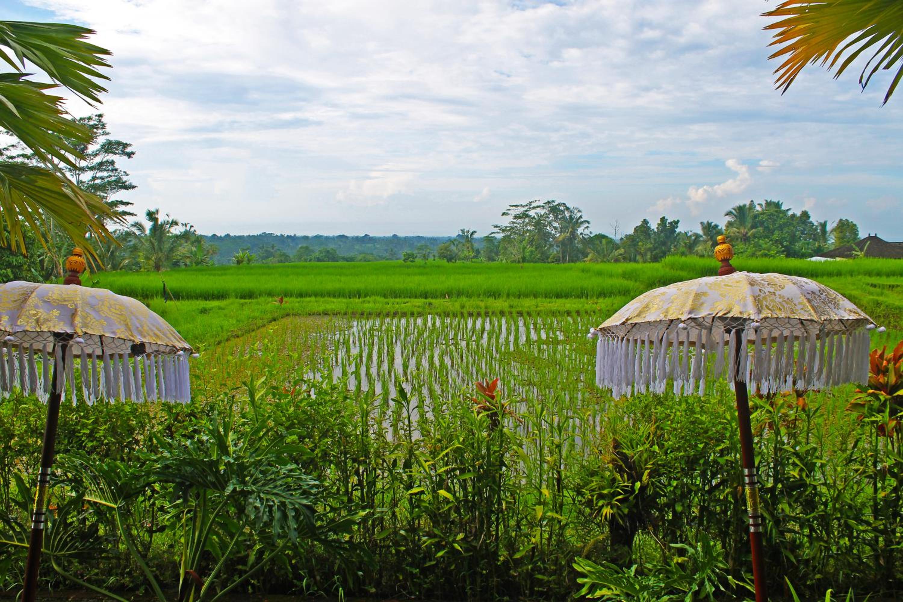 Ti Amo Bali