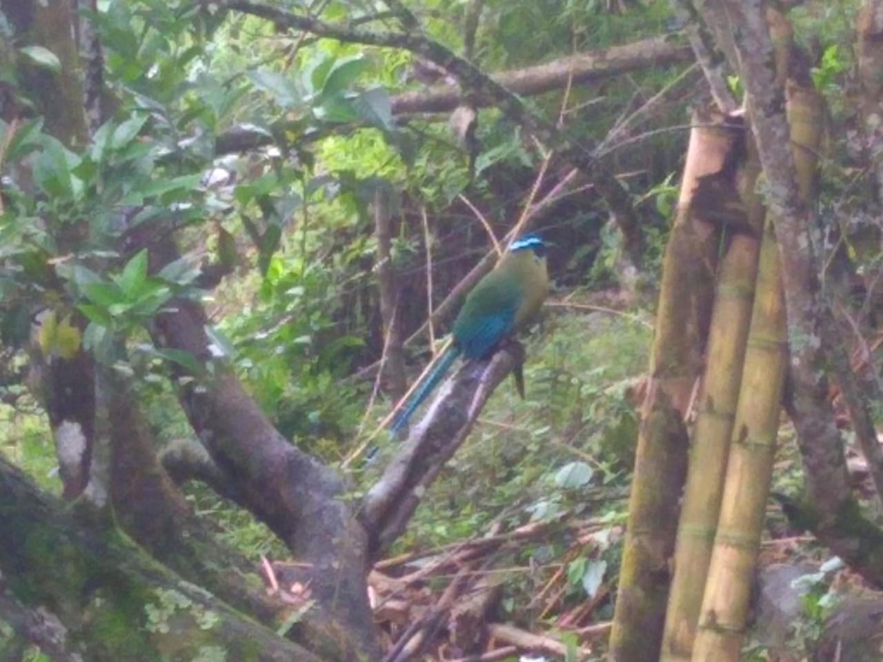 Finca Colibrí Zafiro, Altos del Rosario