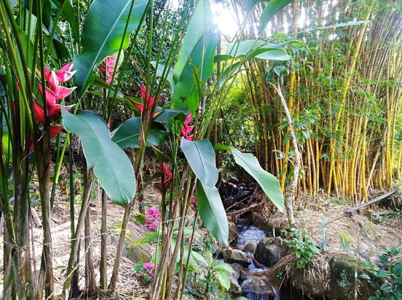 Finca Colibrí Zafiro, Altos del Rosario