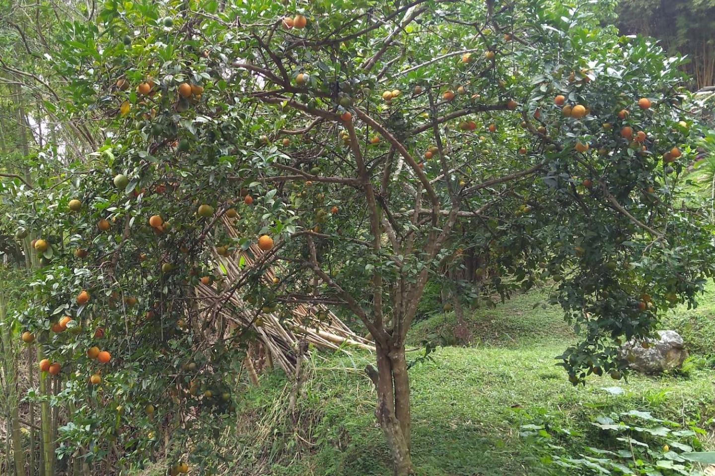 Finca Colibrí Zafiro, Altos del Rosario