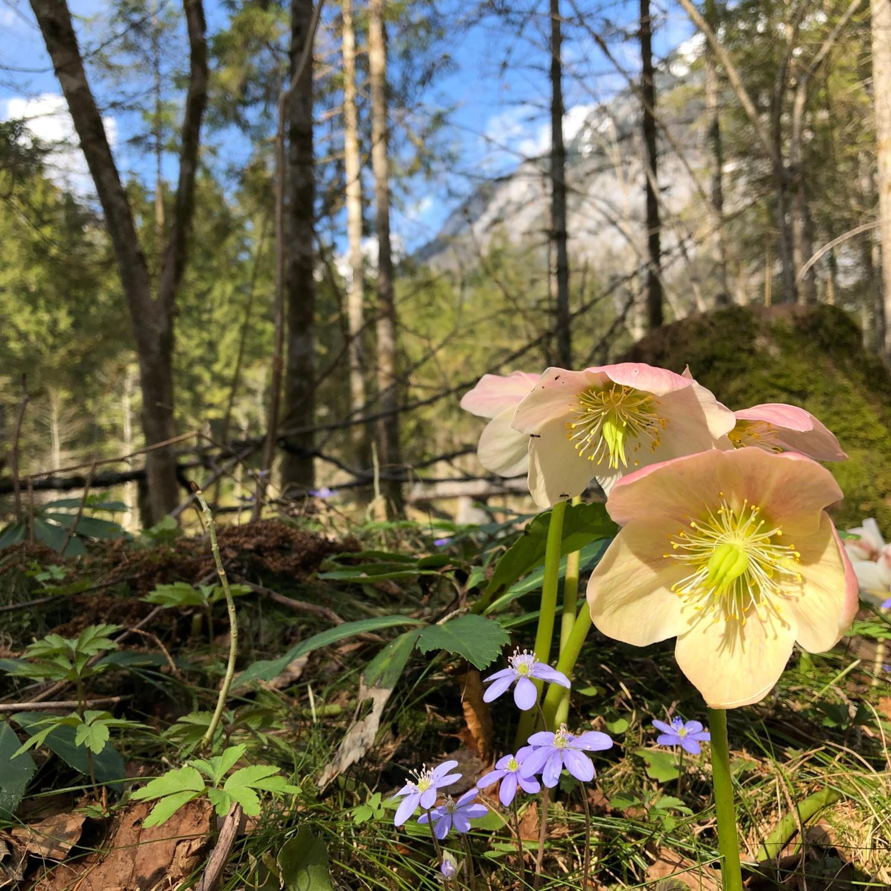 Landhaus Lilly