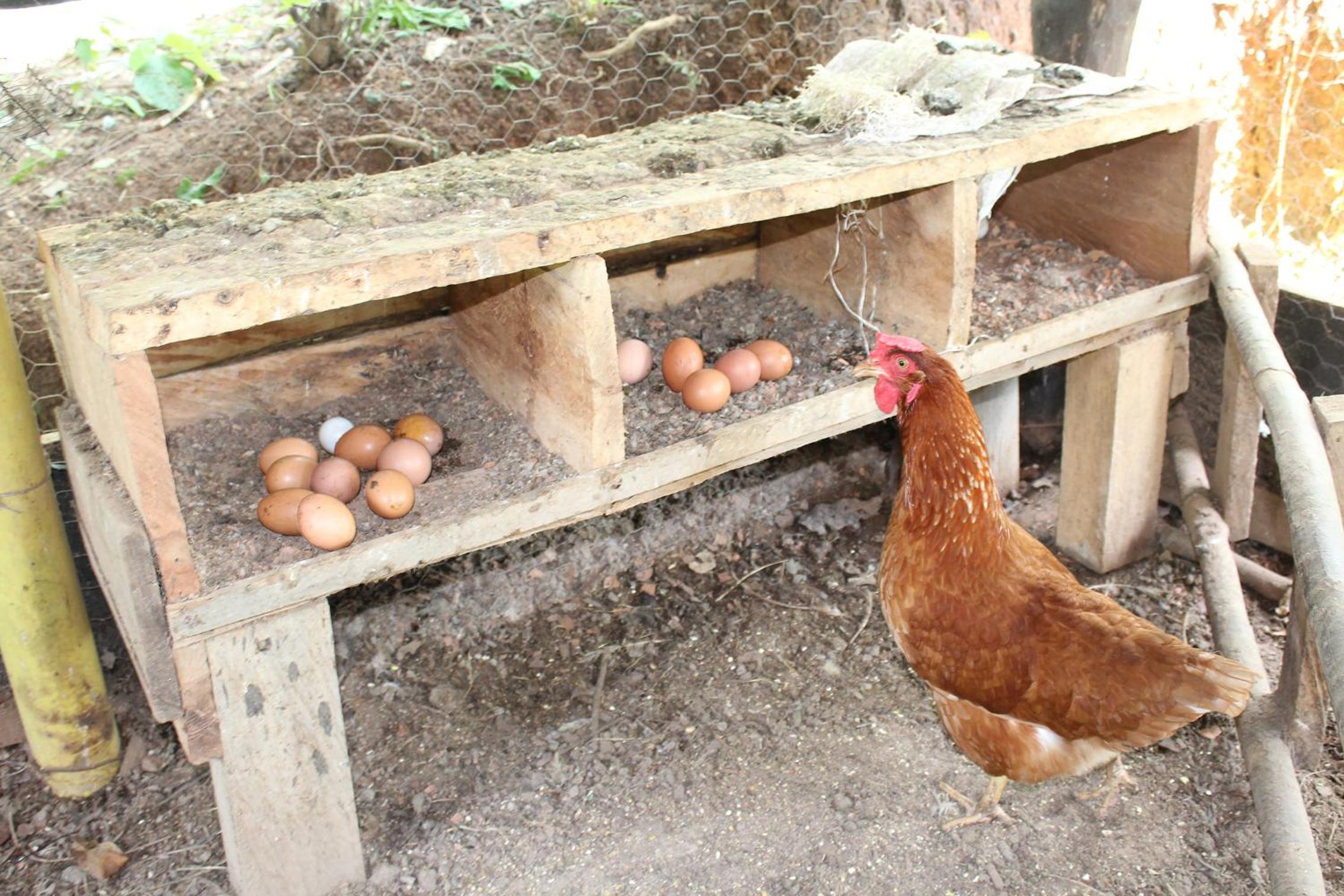 Posada la Ofelia