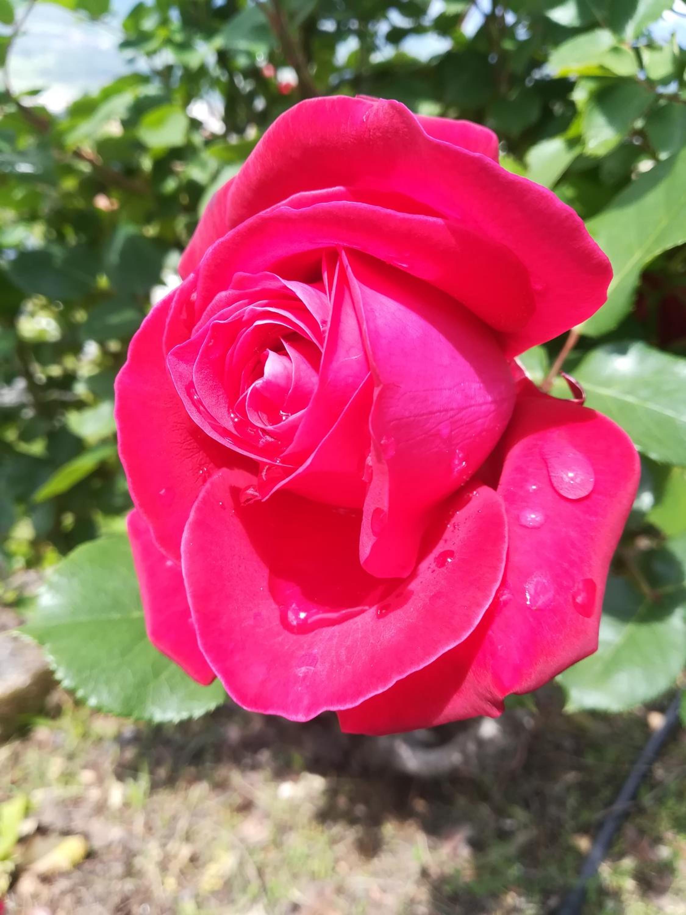 Photo 28
