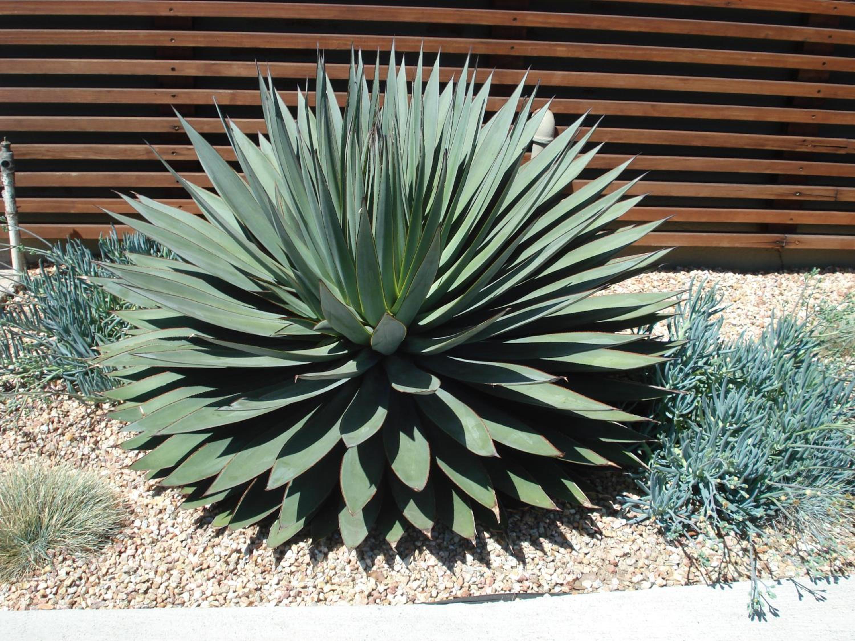 Agave Inn