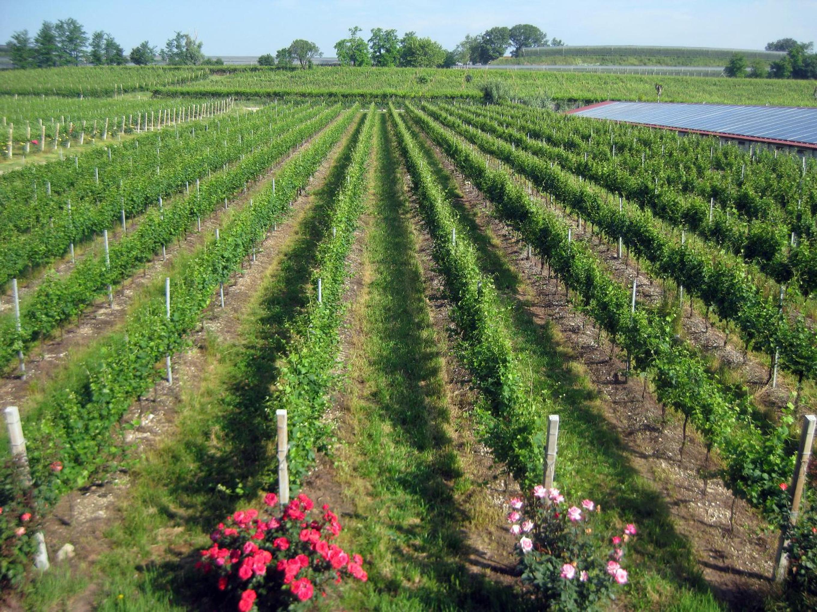 Agriturismo e Agricamping Le Nosare