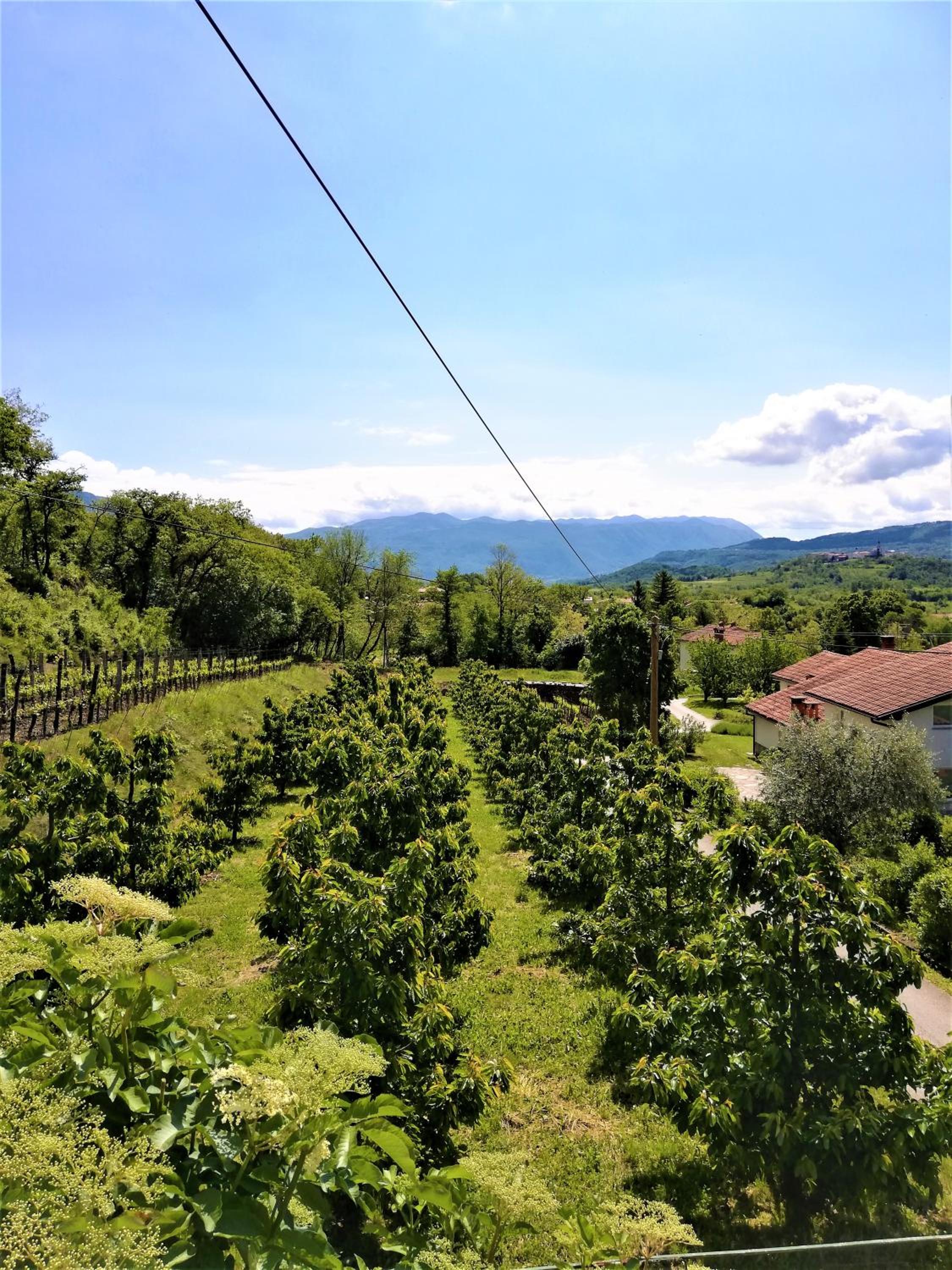 Apartma BAJČI view 2
