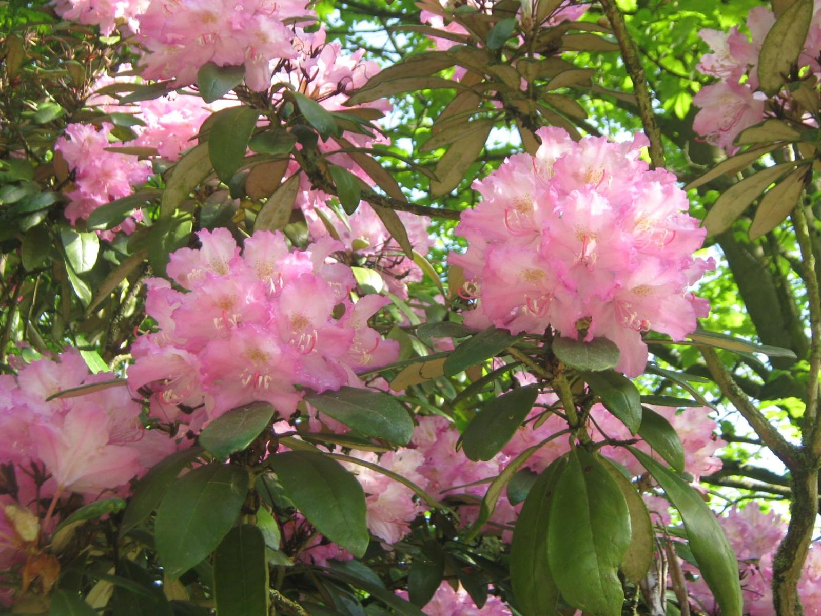 Photo 43