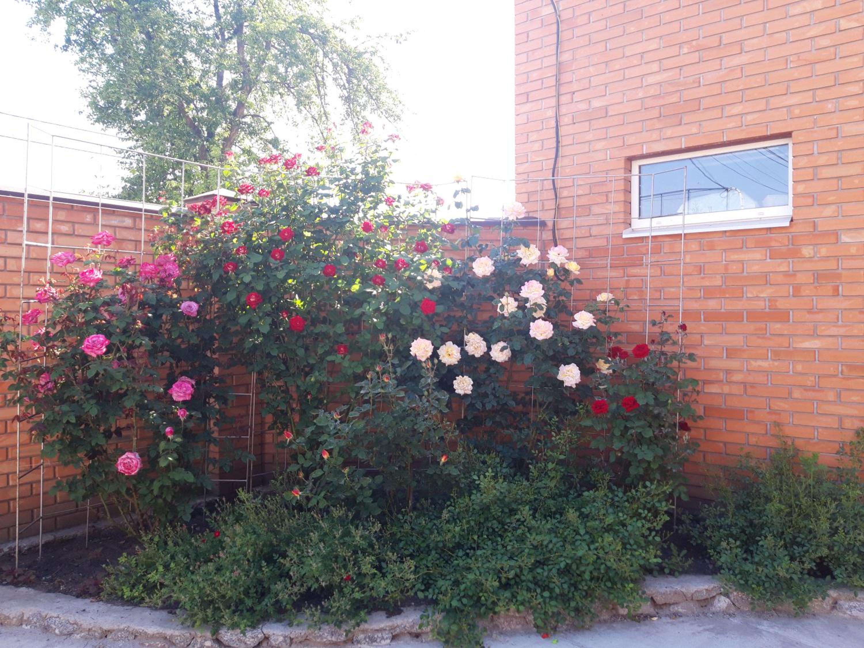 Photo 6