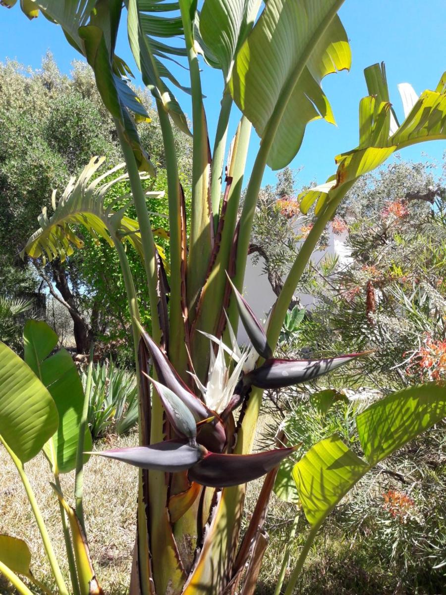 Finca Roca Vista