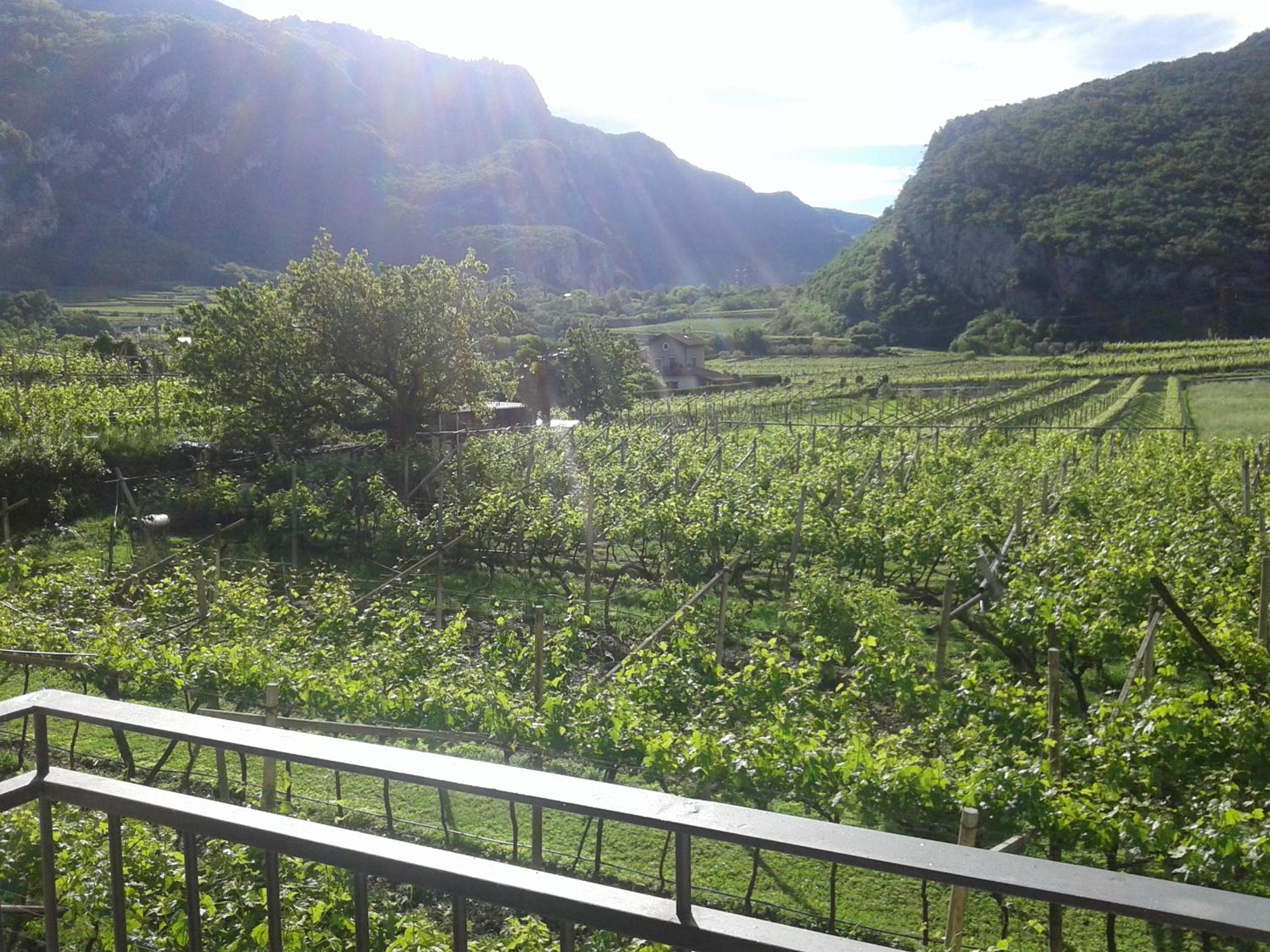 La Masera Holiday - Vigneto view 4