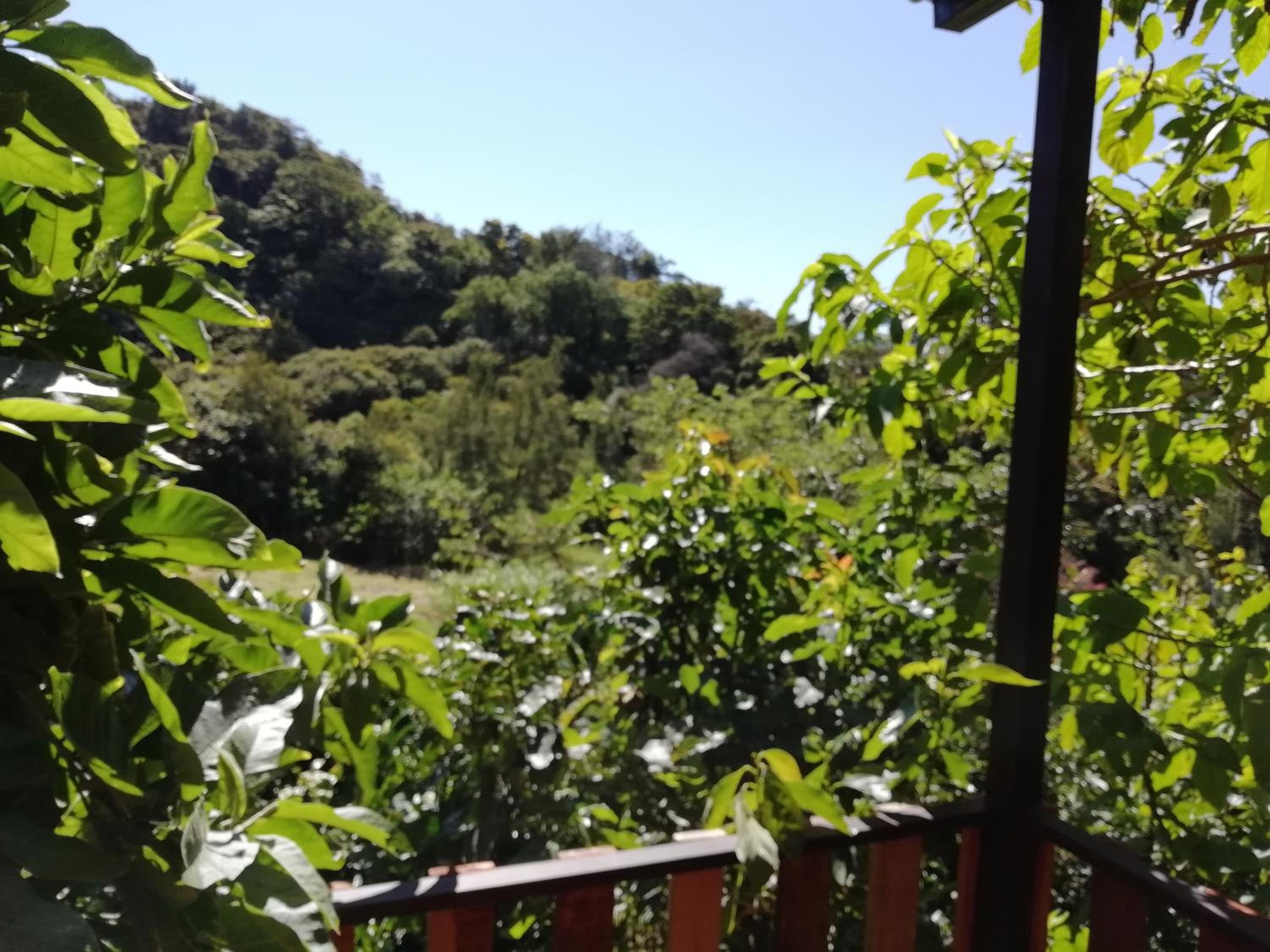 La Guayaba Monteverde