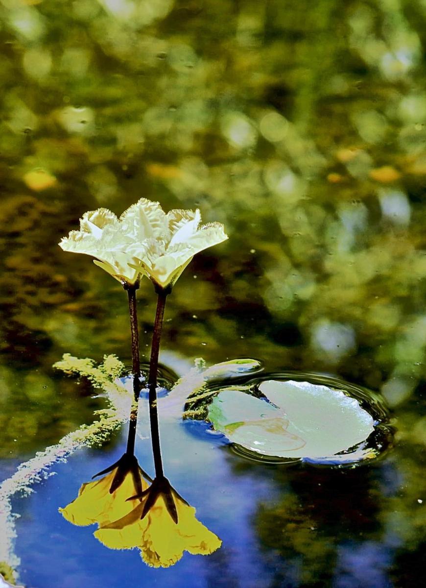 Photo 41