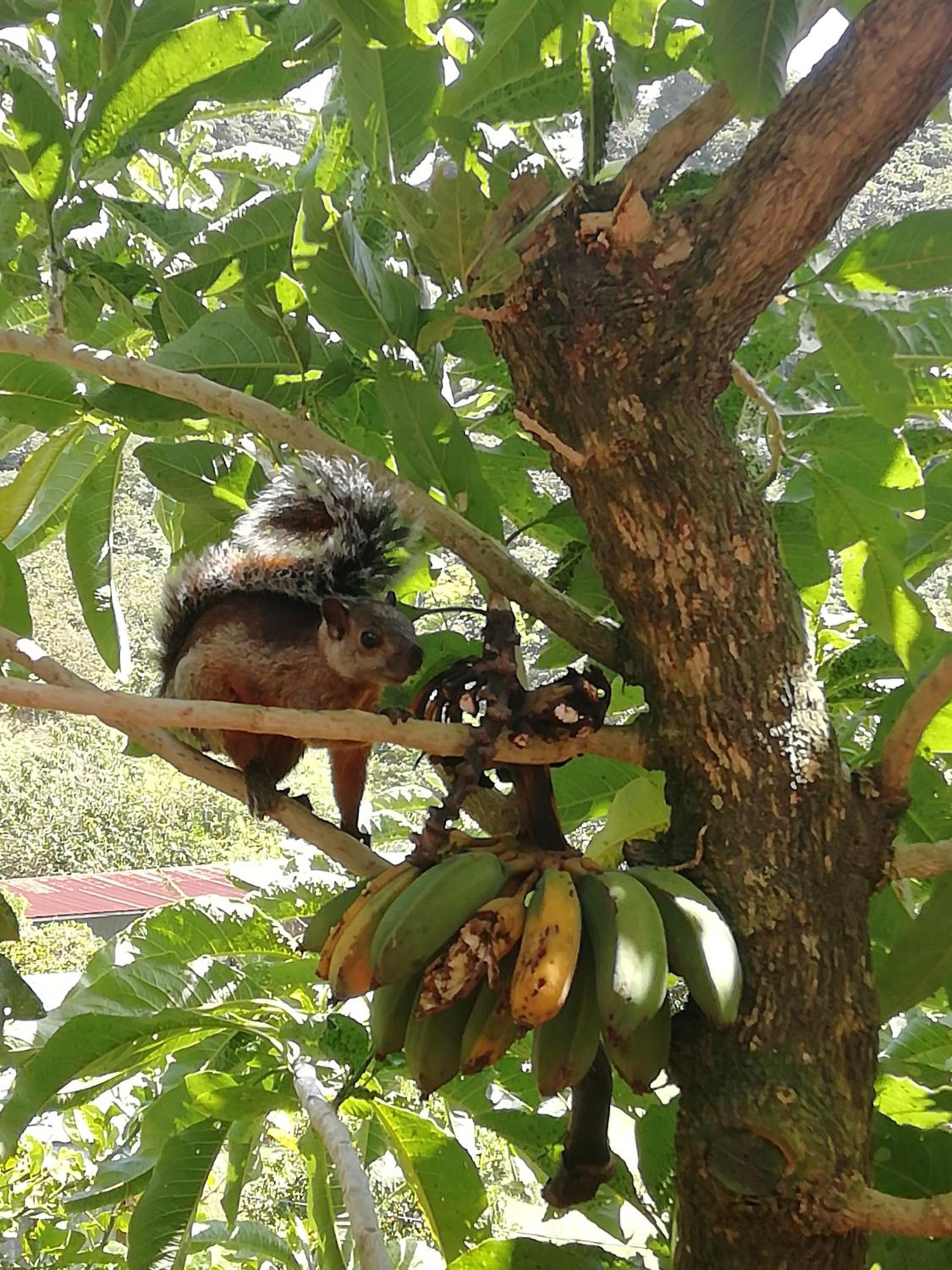 La Guayaba Monteverde