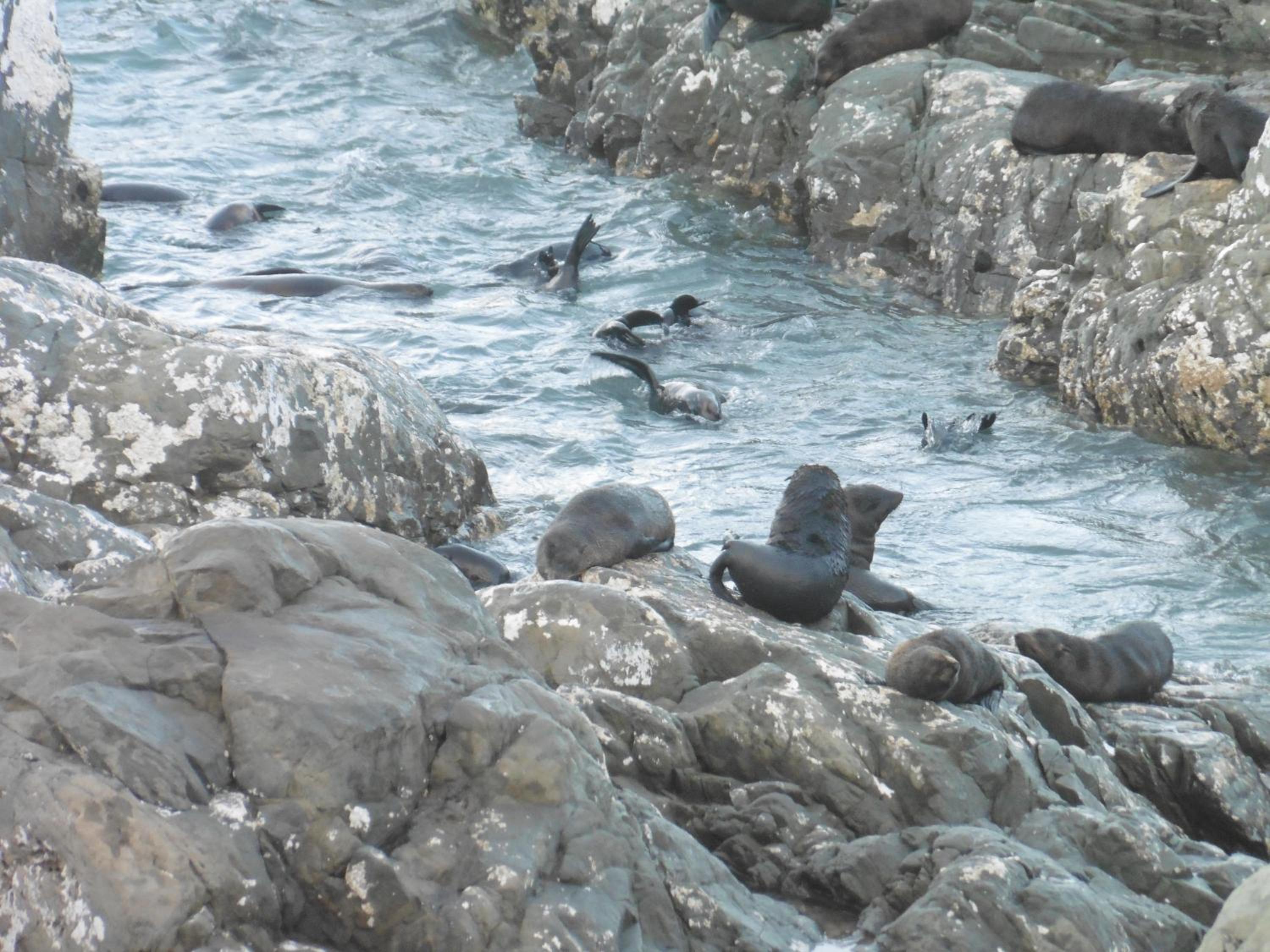The Peninsula Kaikoura