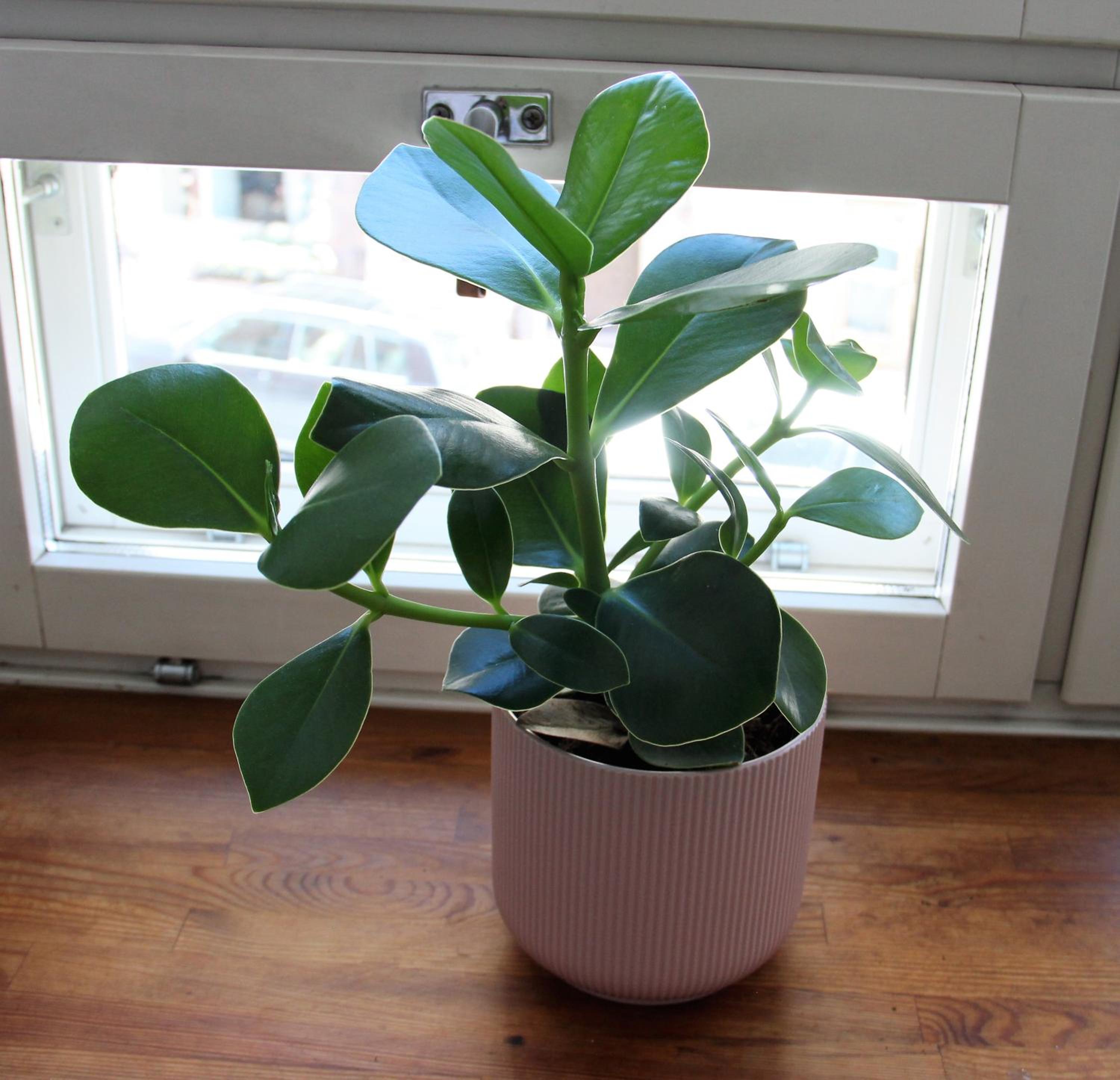 Photo 7