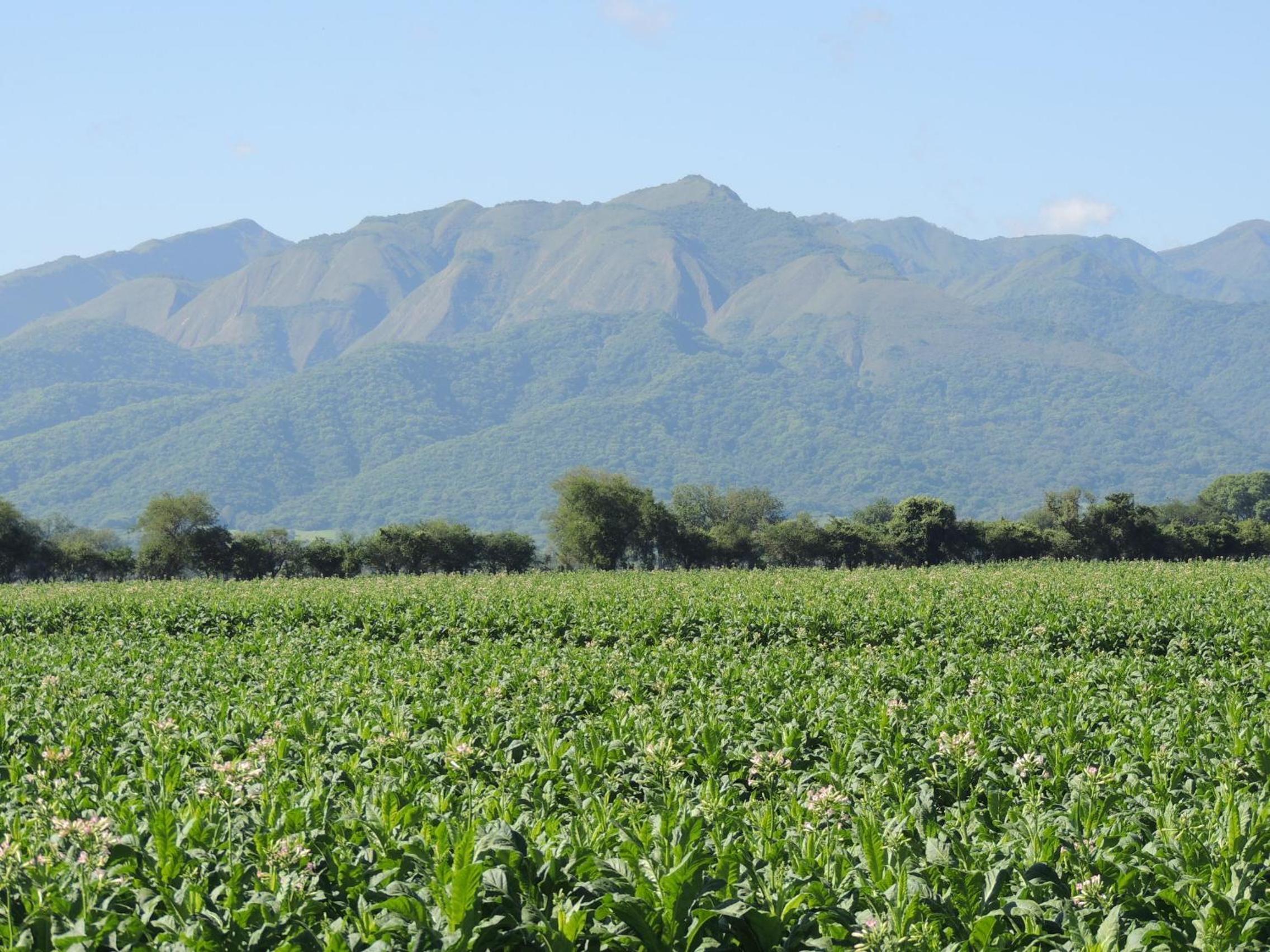 Finca Las Margaritas