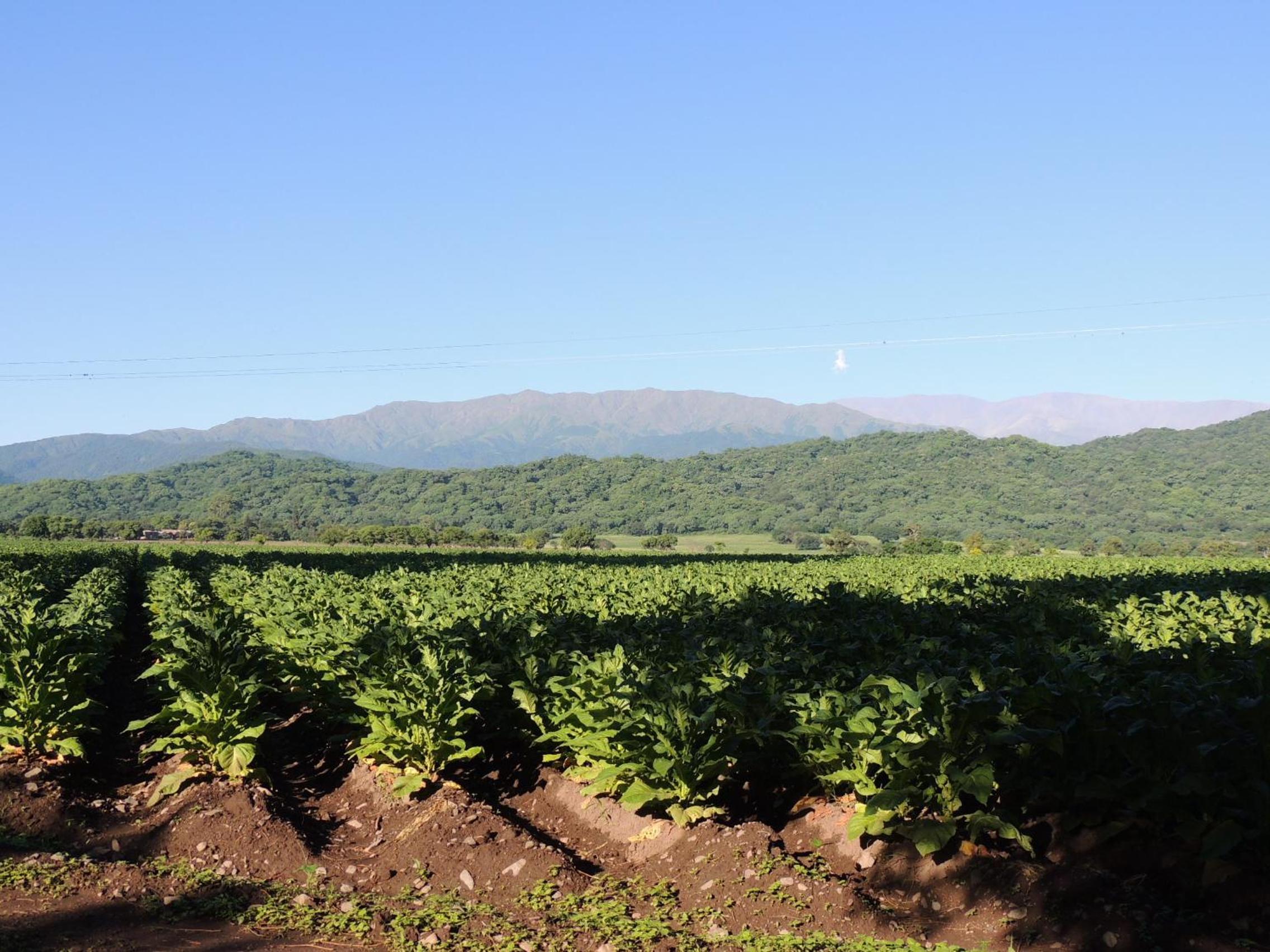 Finca Las Margaritas