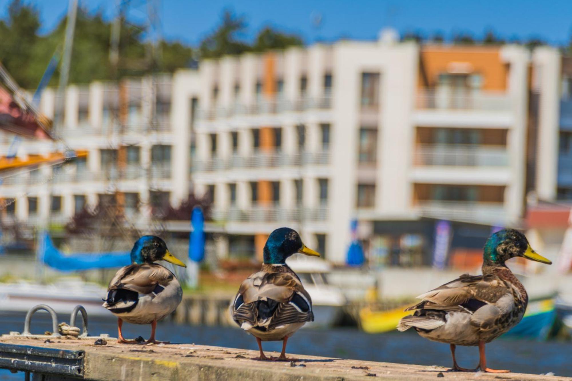 APARTAMENTY MIERZEJA - MARINA, Kąty Rybackie, 100 m od Zalewu Wiślanego, Bezpłatny Meleks
